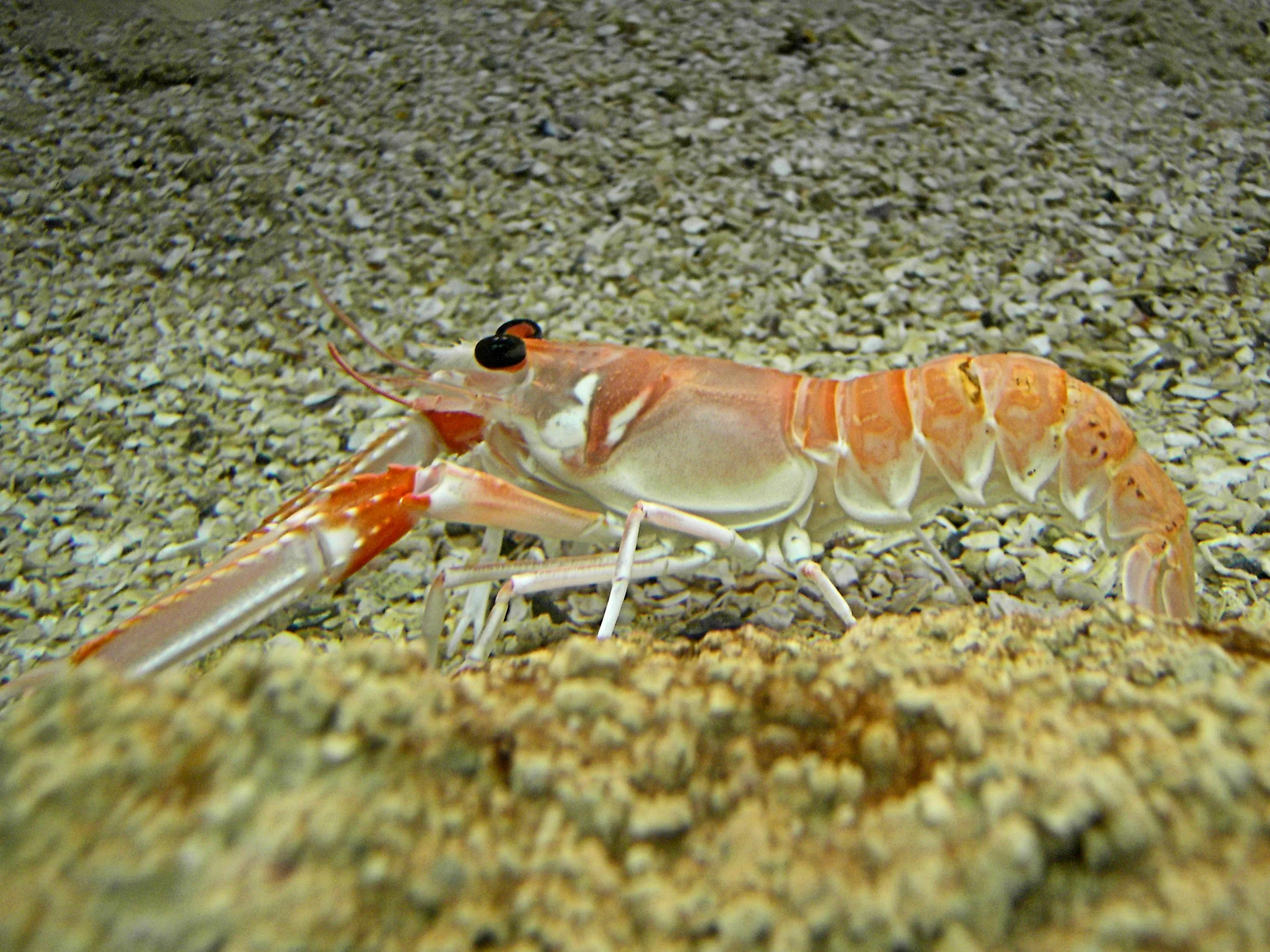 Nephrops_norvegicus.jpg