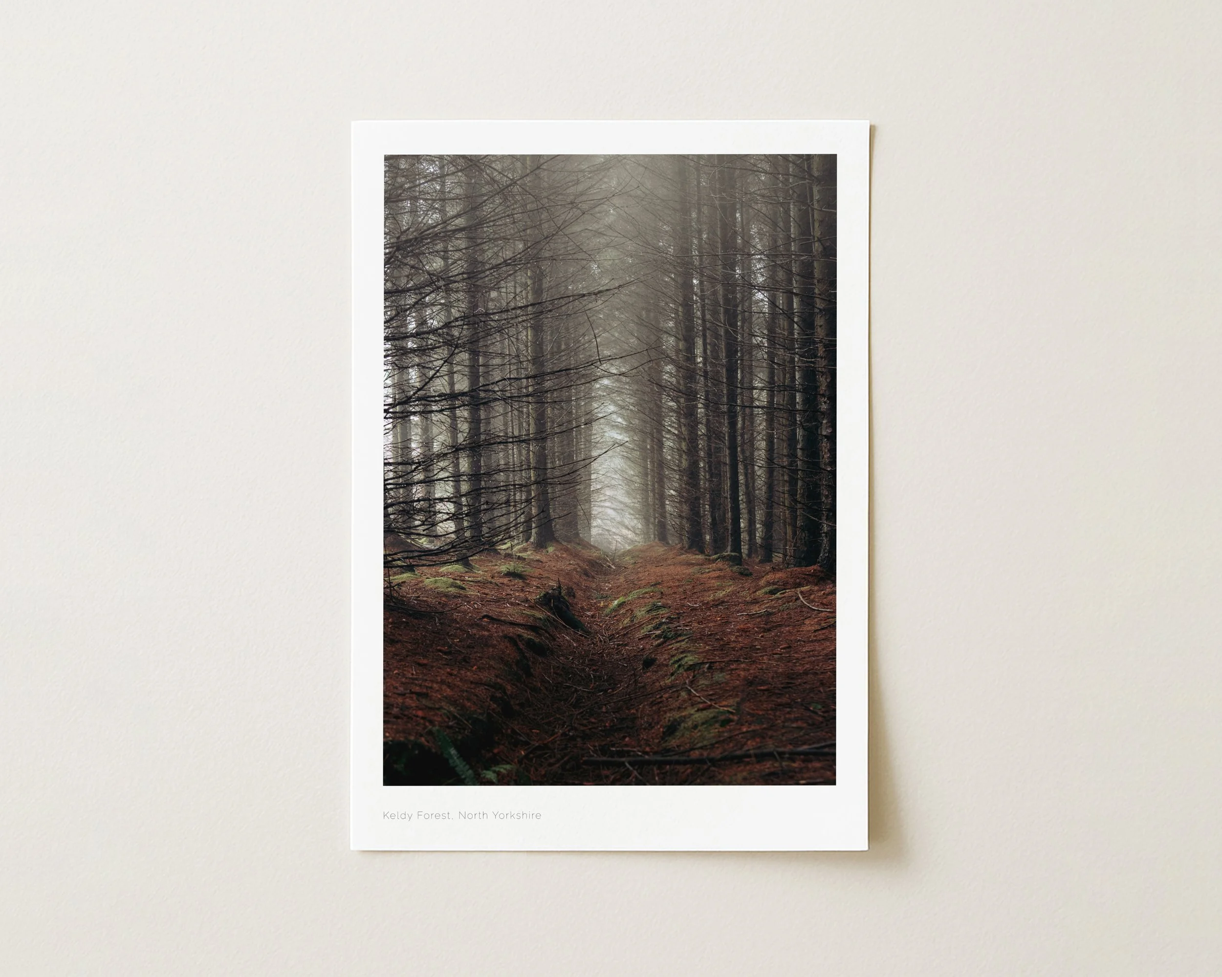 Keldy Forest, North Yorkshire