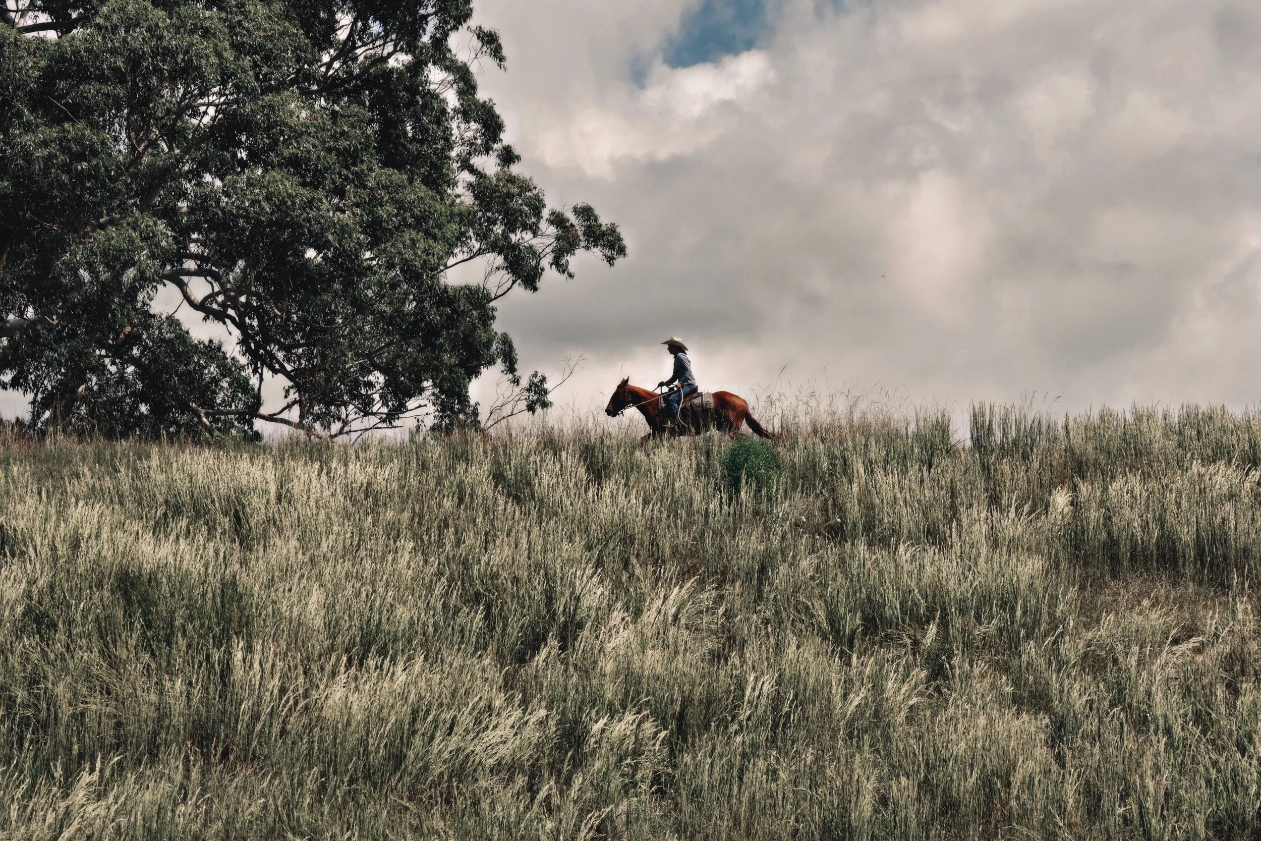 374654B3-39E8-45E1-92E5-0EF002BF7BE8_COLOURTONE 2.jpeg