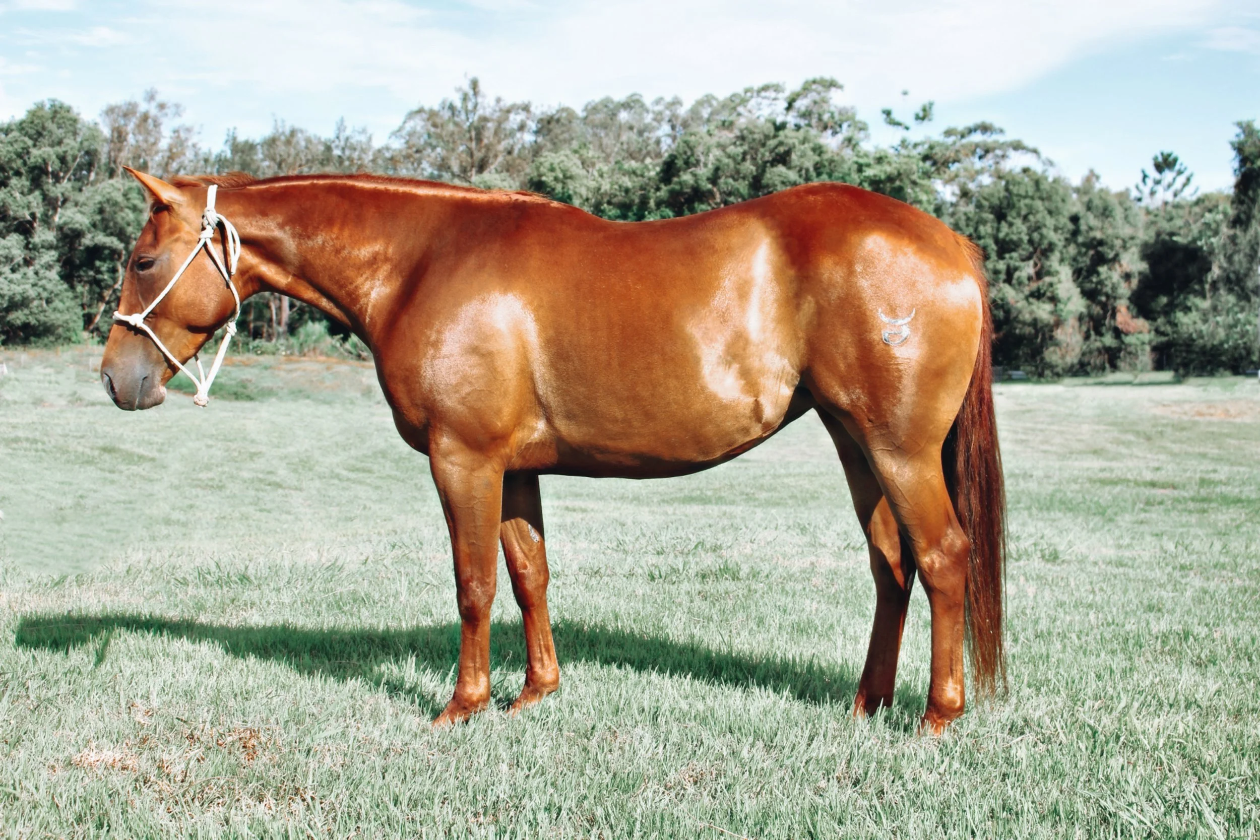 5667257D-98DB-4156-BE59-866F39BFF354_COLOURTONE 2.JPEG