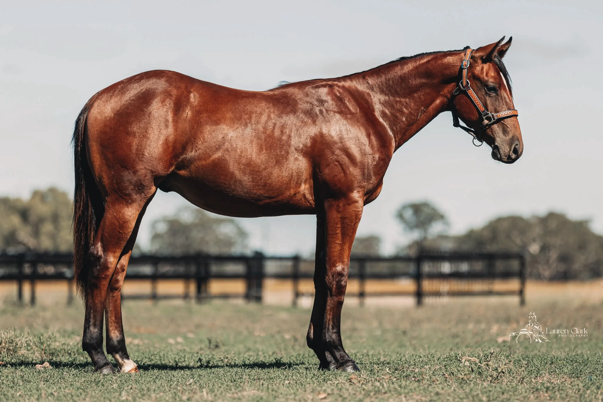 att.1sRXwB-oWtjNGHnwfqQuUmk6kdC70YCFvNnqic-cakQ_COLOURTONE 2.JPEG