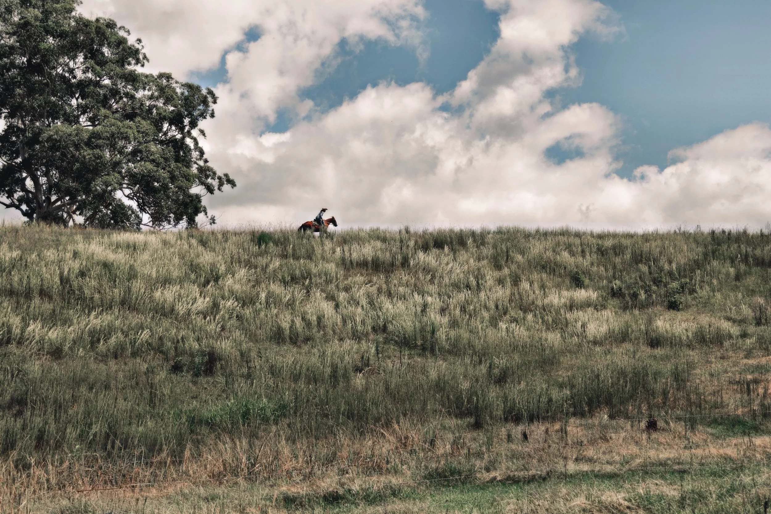 059B44EB-A4A9-4FC2-9CD0-17E30A978995_COLOURTONE 2.jpeg