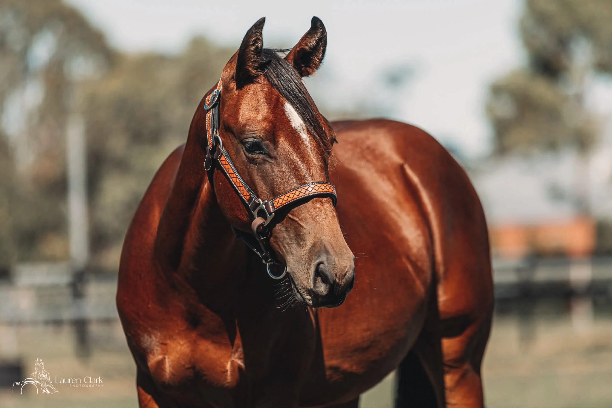 att.EDGTiCp27nohEETIvNT9XiDshHu0f9y7rzfFFc3Lb1E_COLOURTONE 2.JPEG