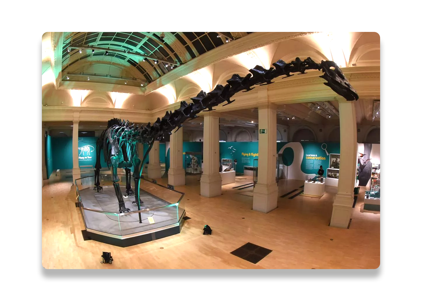 Dippy-2.png