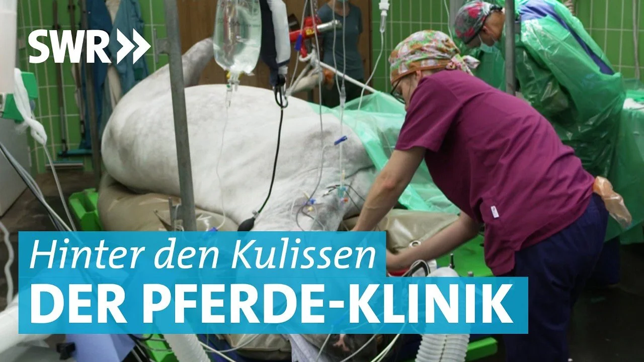 Kritik an Tierarztkosten? Dieser Film hilft, die andere Seite zu sehen