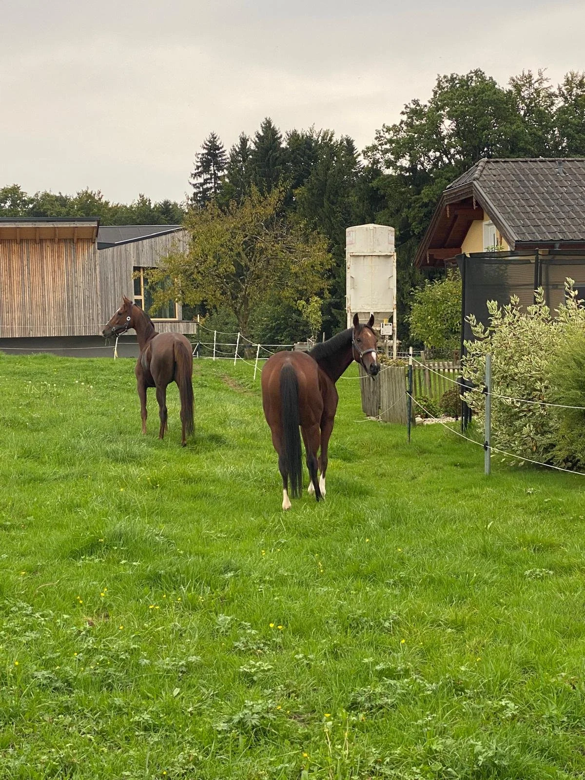 Vom Rennpferd zum Freizeitpartner – wie wir unseren Schützlingen eine zweite Karriere ermöglichen