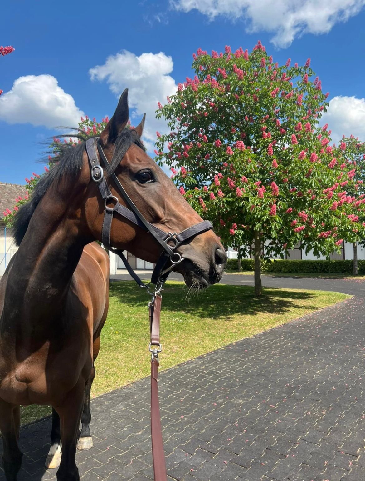 A STOLEN KISS kämpft sich auf Platz 3 – spannendes Rennen in Compiègne