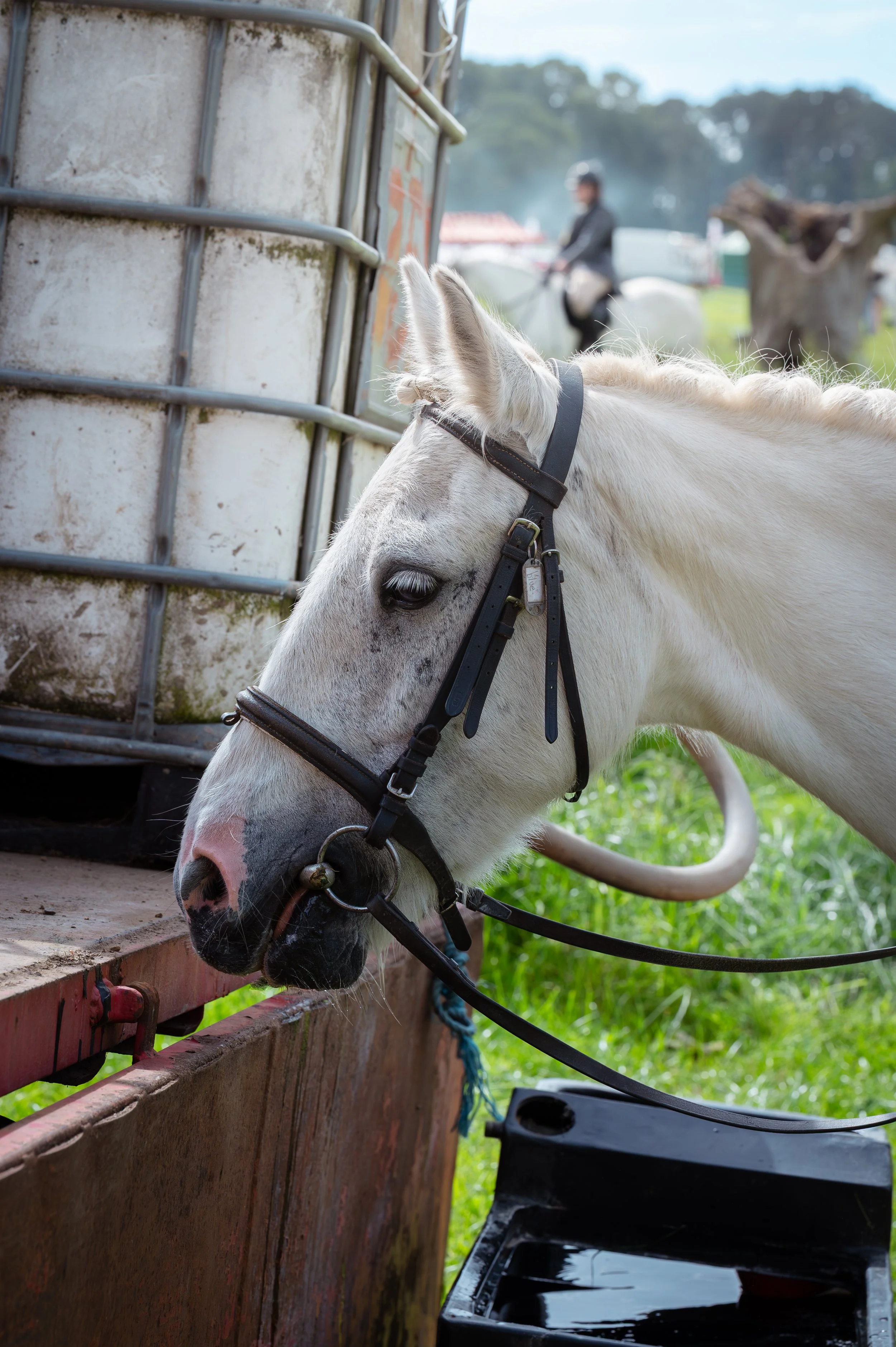 260614_Dundalk_Show_Horses_005.jpg