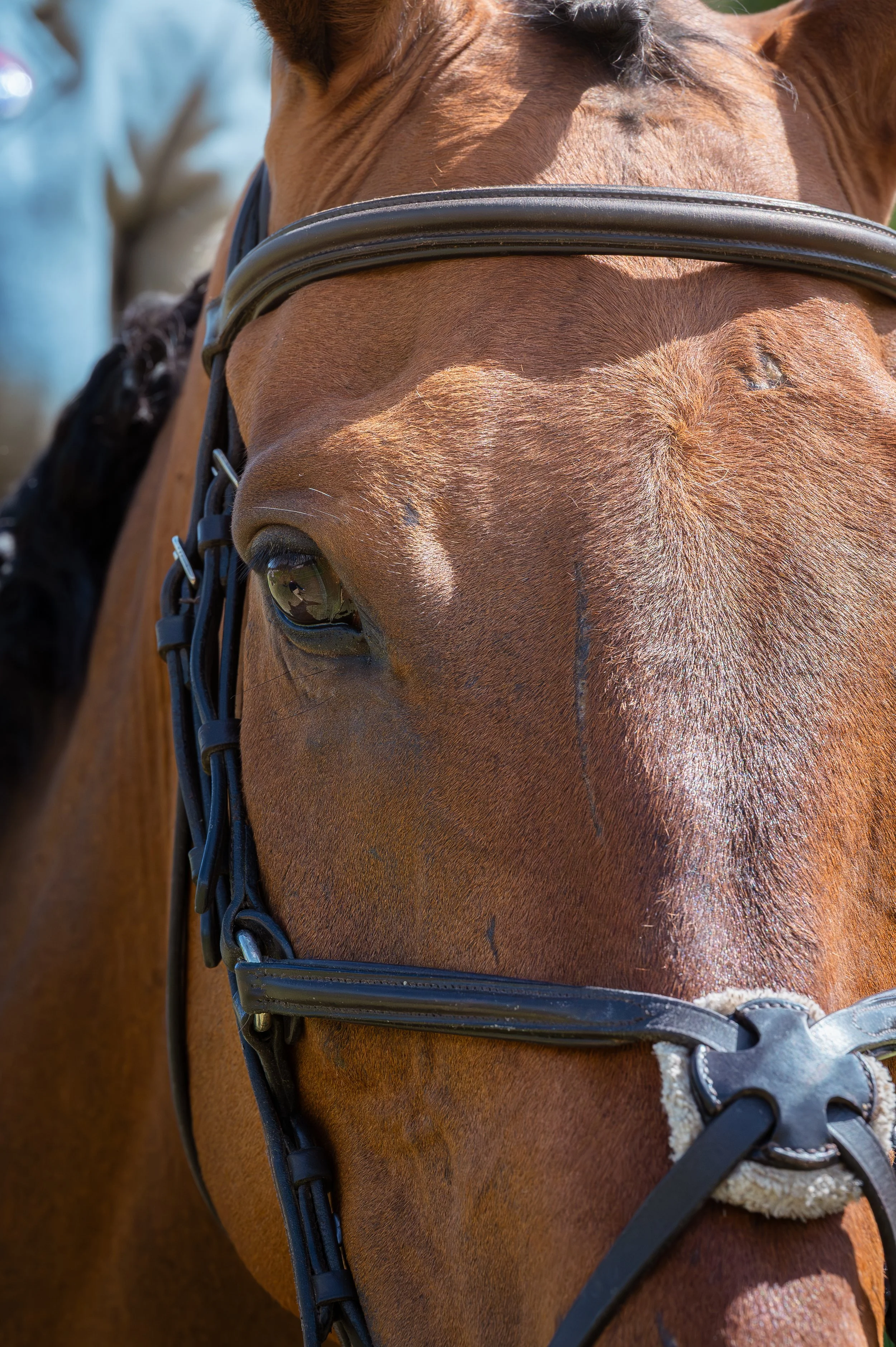 260614_Dundalk_Show_Horses_022.jpg