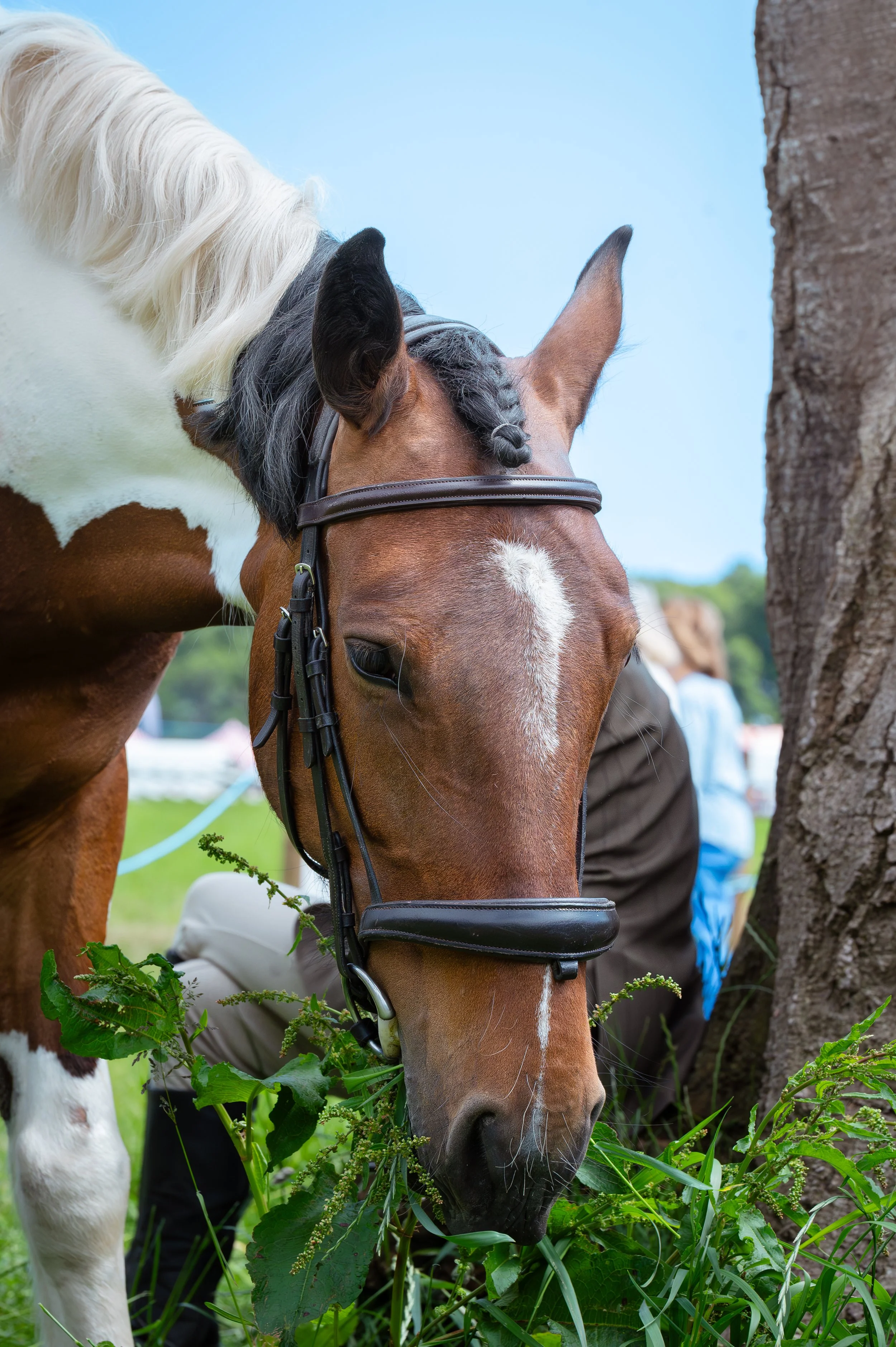 260614_Dundalk_Show_Horses_019.jpg