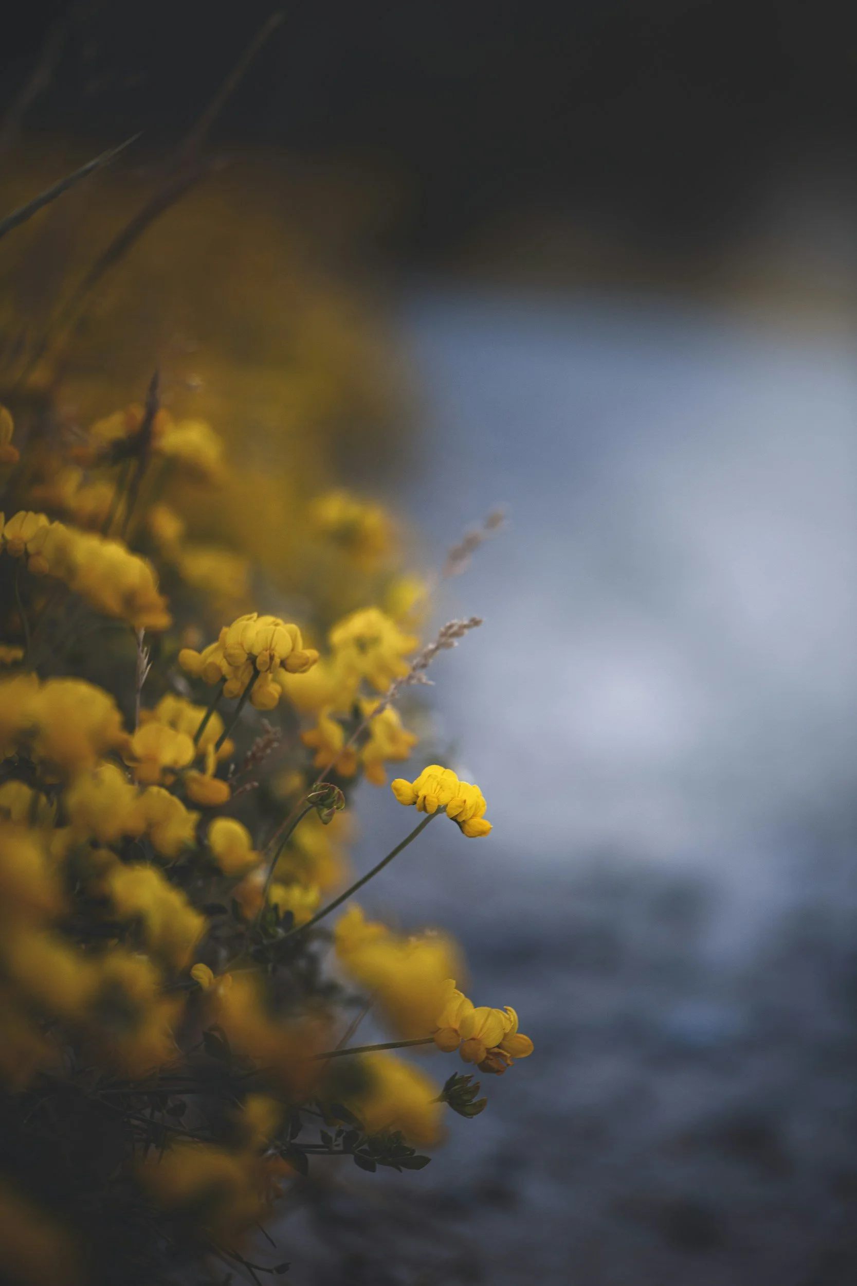 Close-up of yellow flowers along a shoreline at sunset