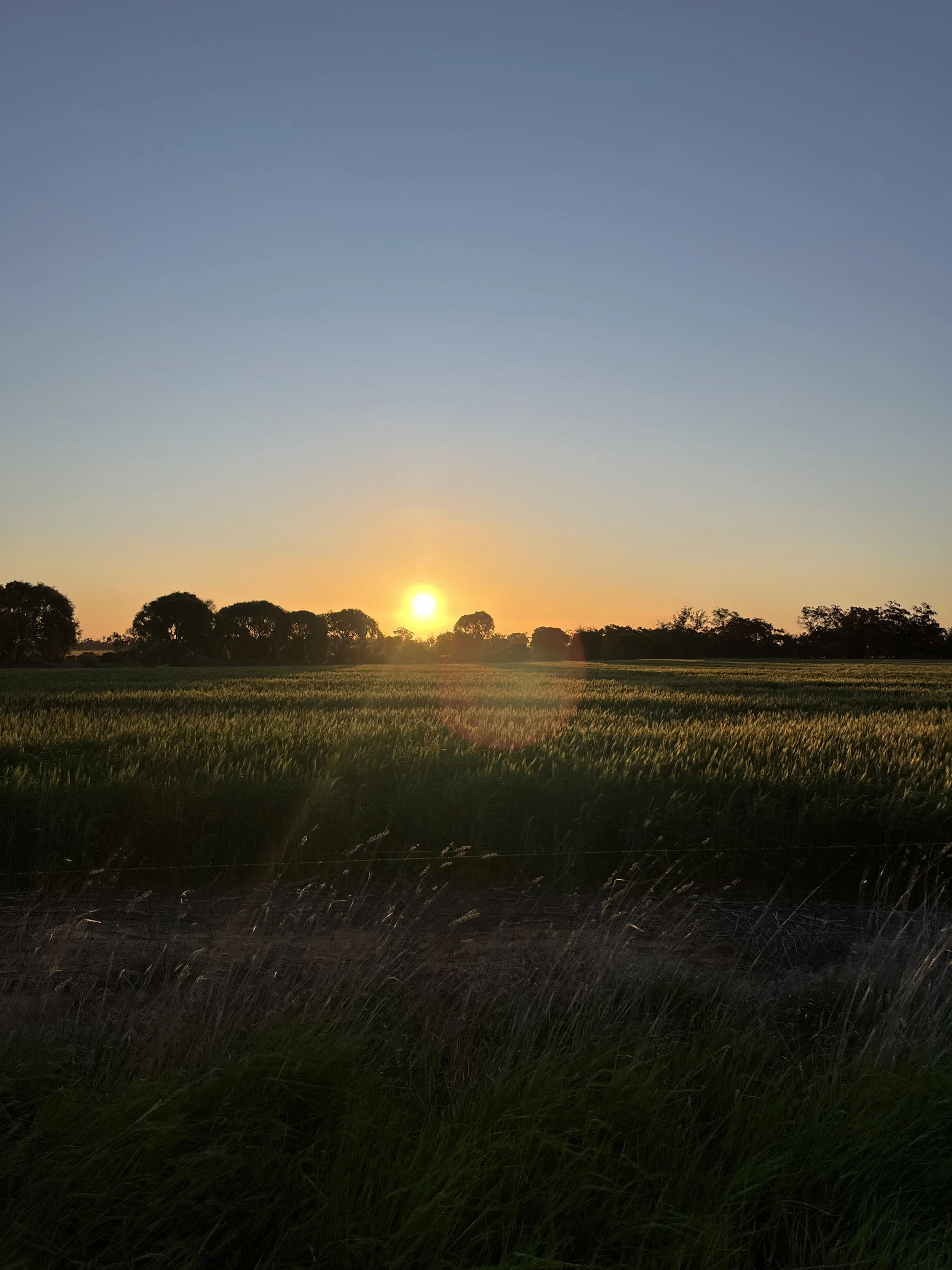 A sunset over a green field with trees in the background, taken in rural Victoria