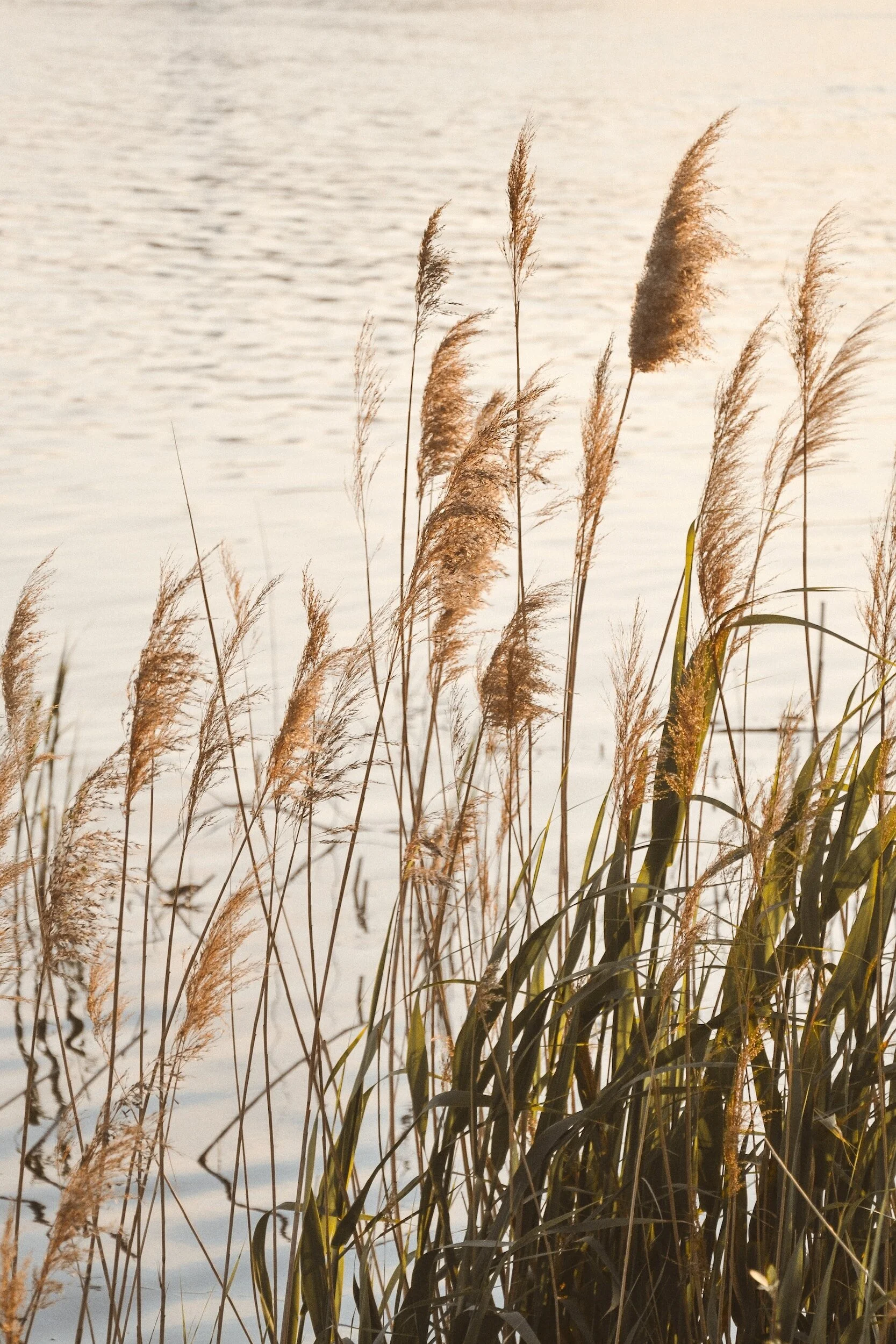 Reeds by a calm body of water during sunset