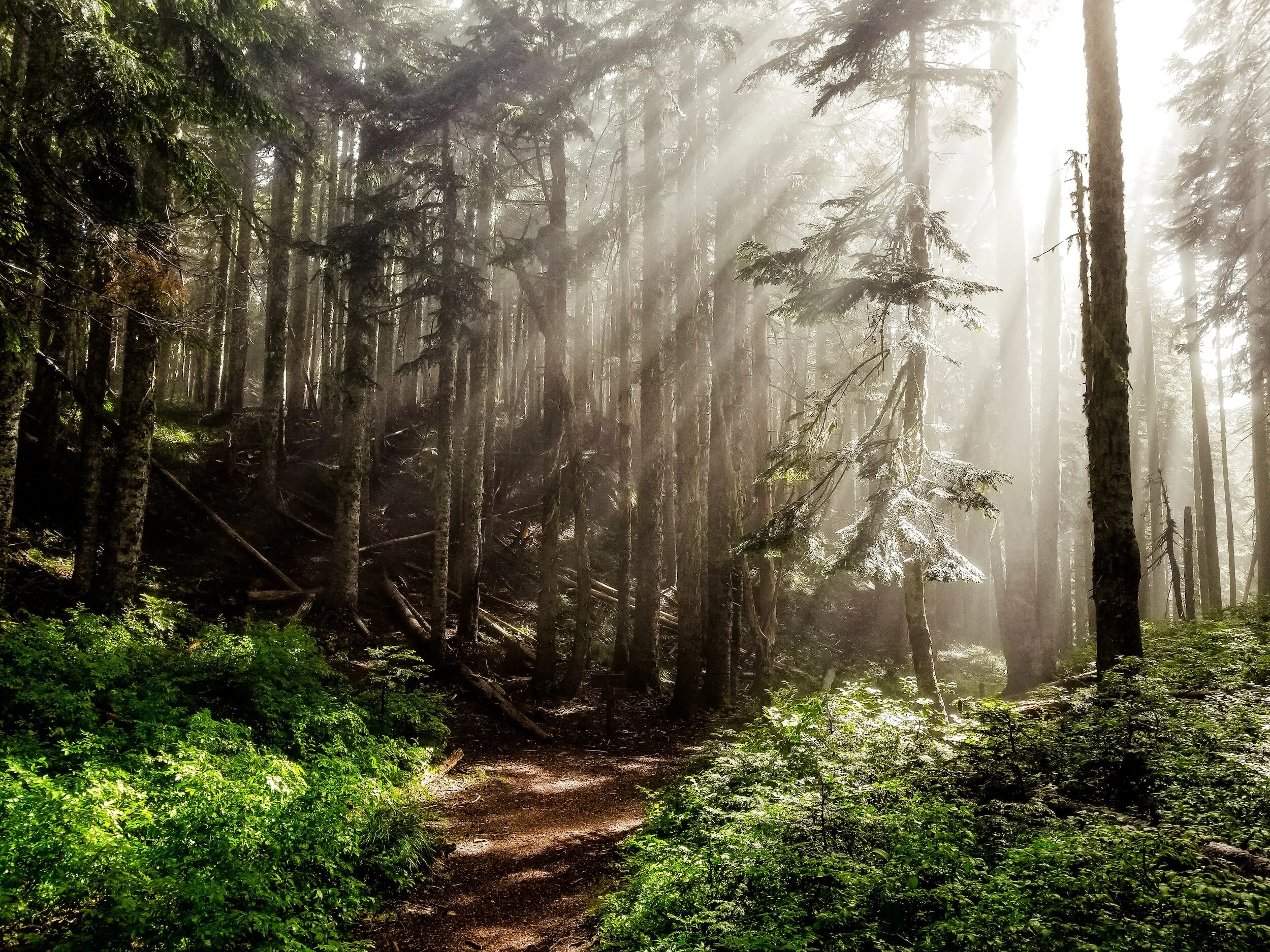 Sunlight streaming through trees in a dense forest, illuminating a path and lush greenery.