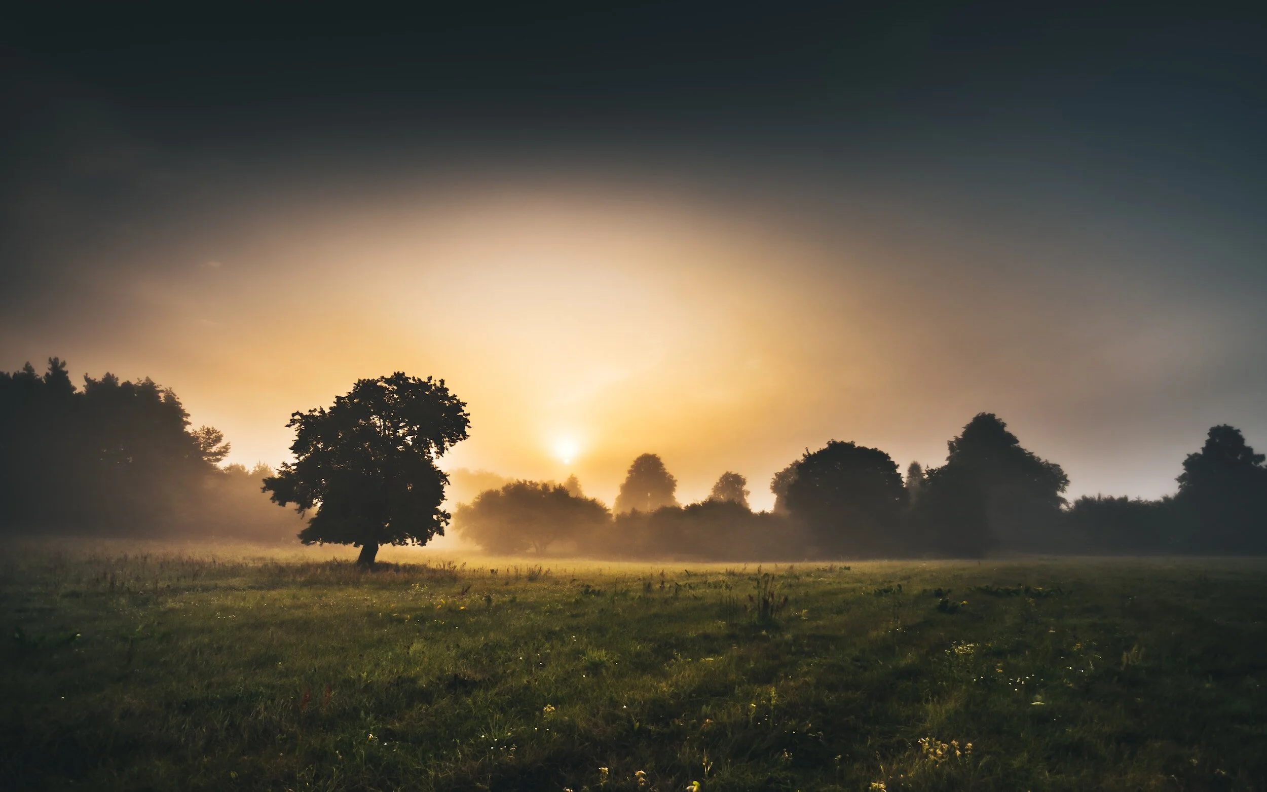 Tree in a foggy field at sunrise with silhouetted trees in the background.