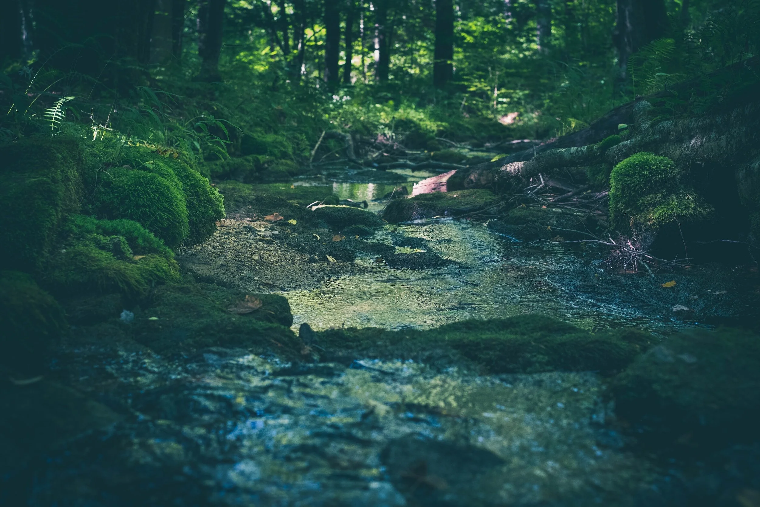 Moss-covered forest stream with clear water under dappled sunlight