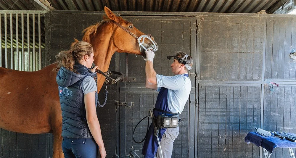 Equine Dental Services Williams Equine equine-dental-services-williams-equine