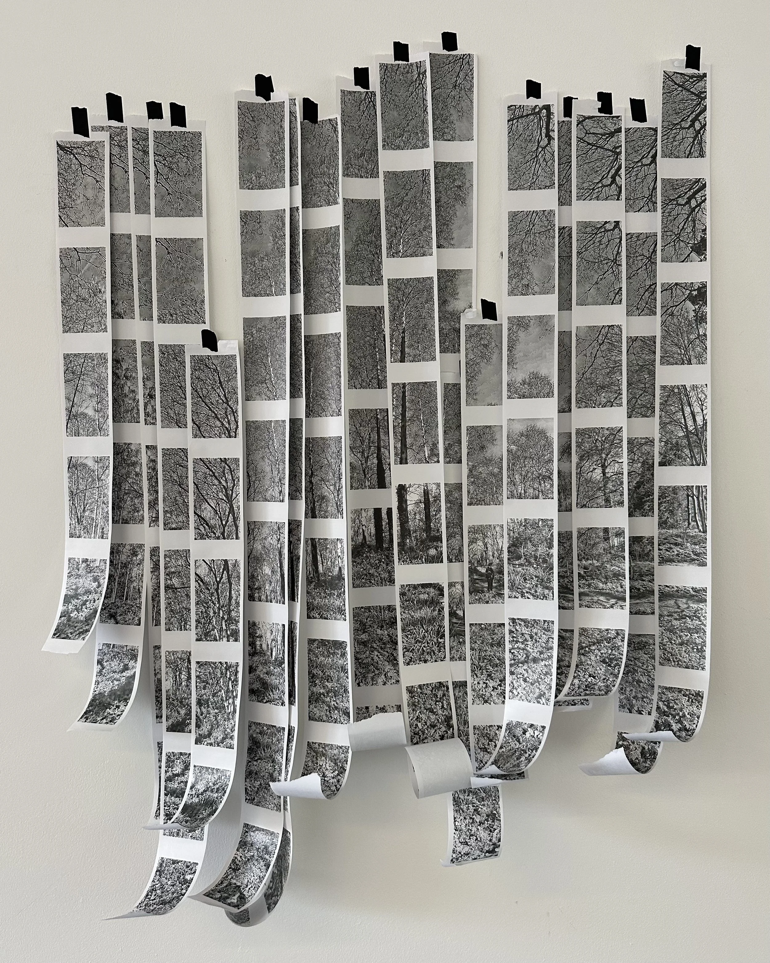 Low-res forest. Several black and white photos printed on long strips of thermal receipt paper hung side by side to create a forest. Donna Enticknap 2026