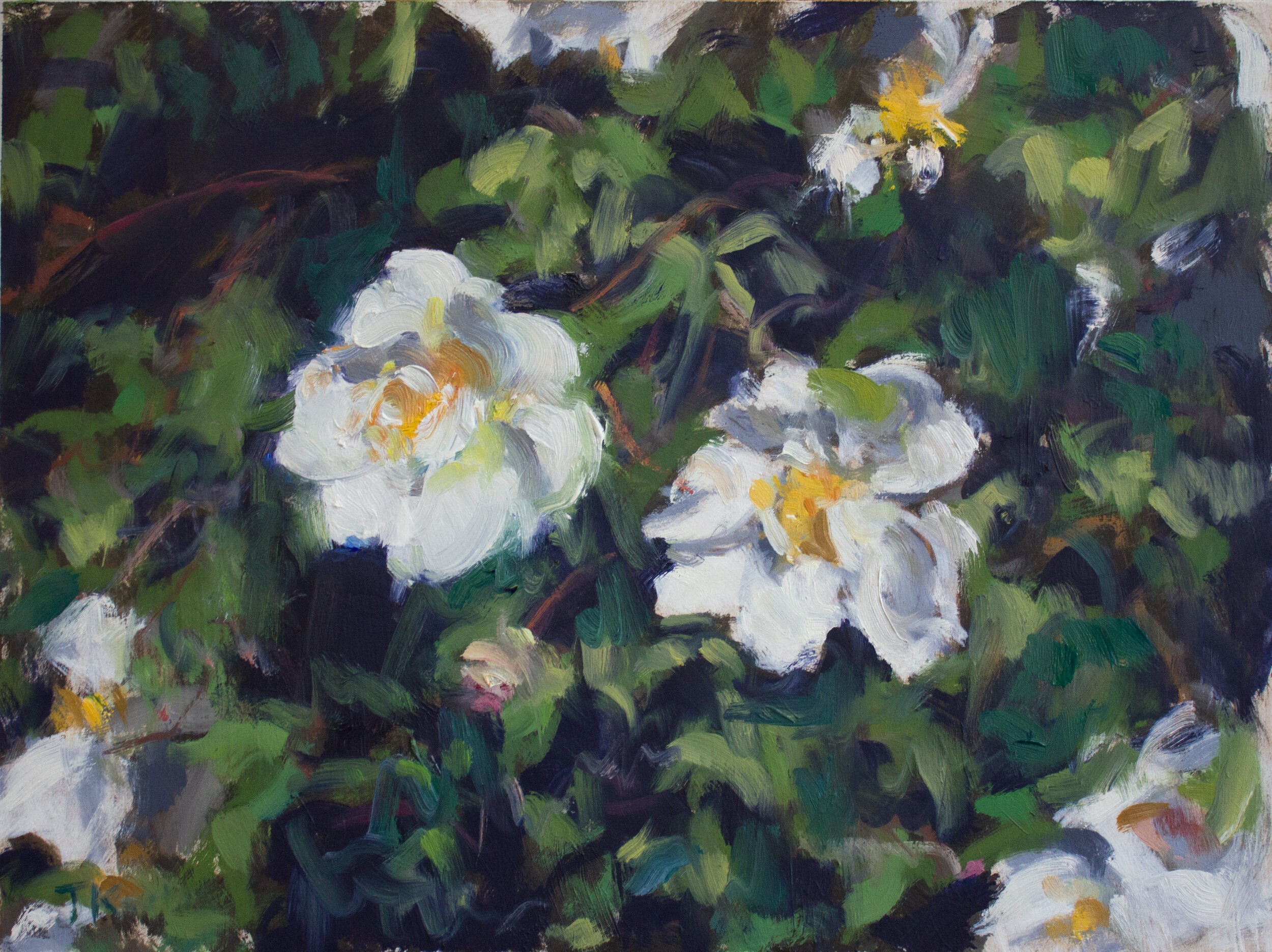 Garden Flowers