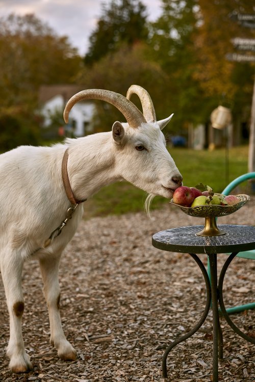 6H5A1515.jpg (Copy) (Copy) (Copy)