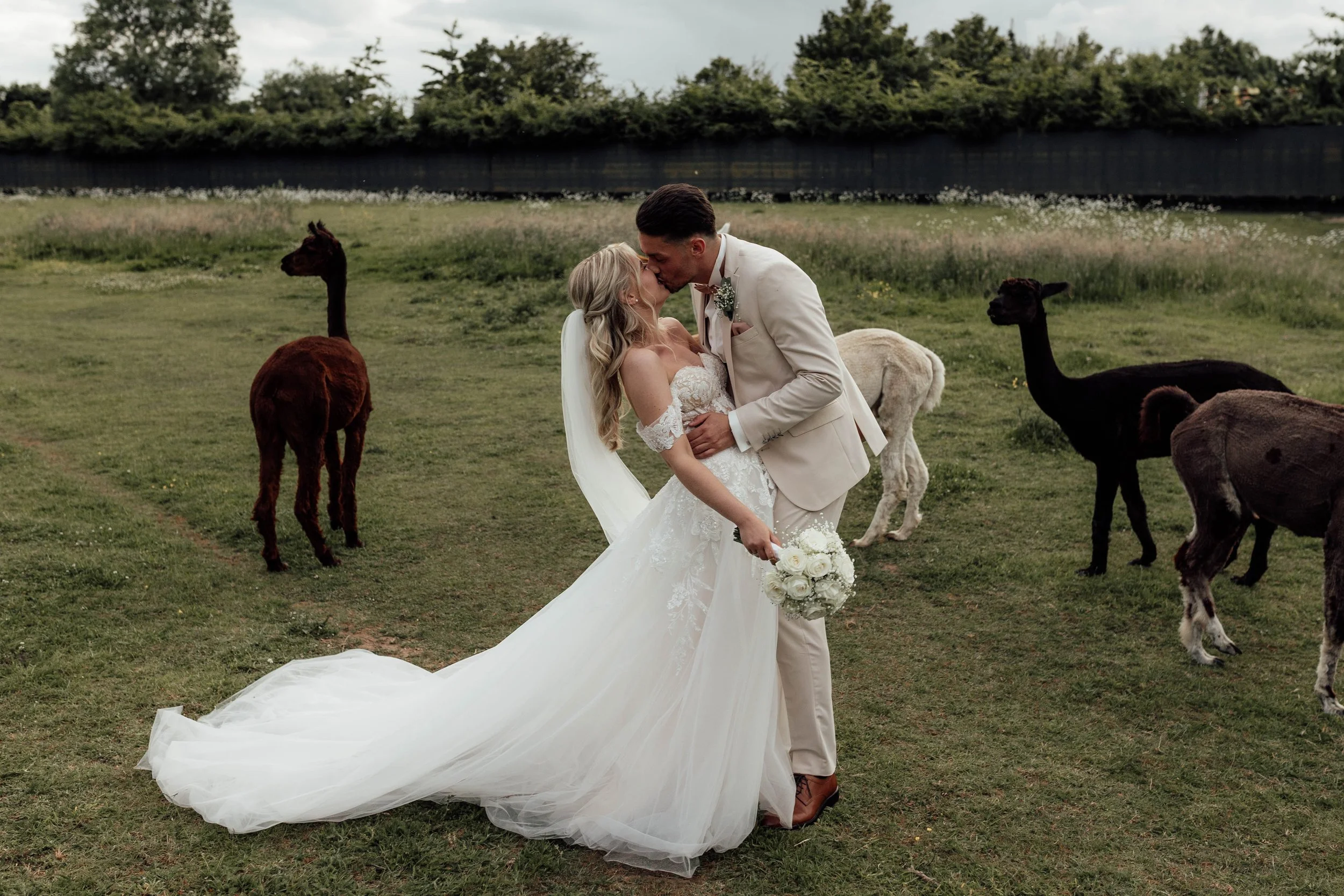 L&T Scheunentraum 10. Alpaka Shooting-8.jpg