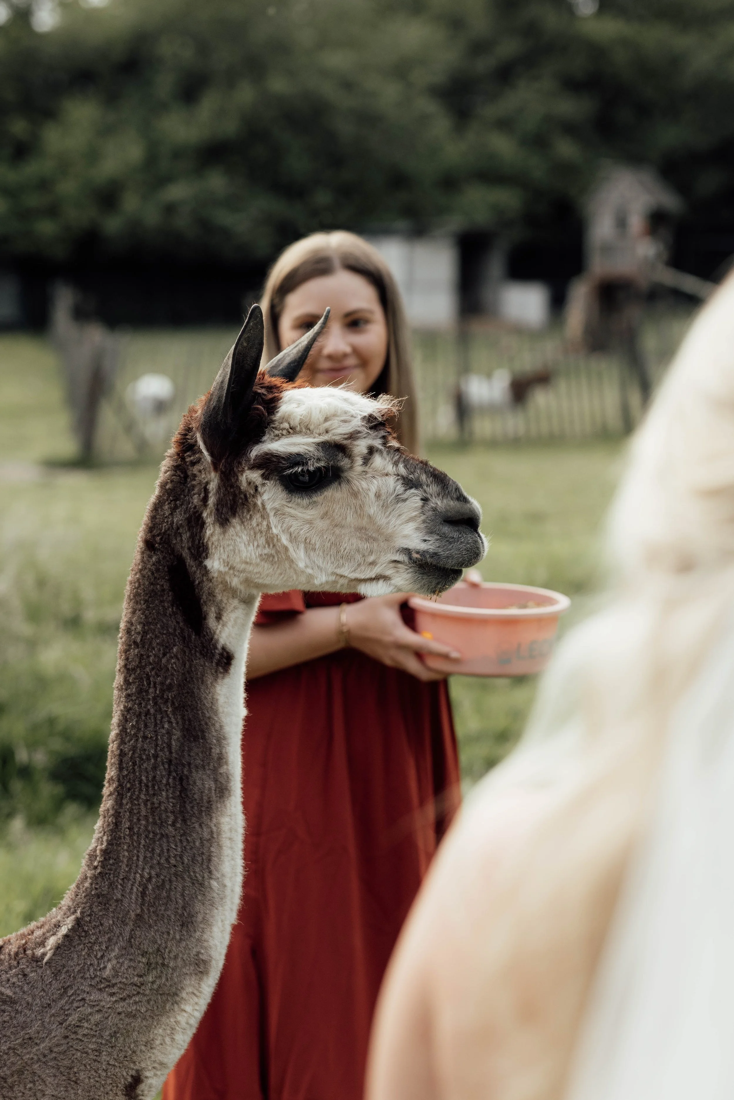 L&T Scheunentraum 10. Alpaka Shooting-1.jpg