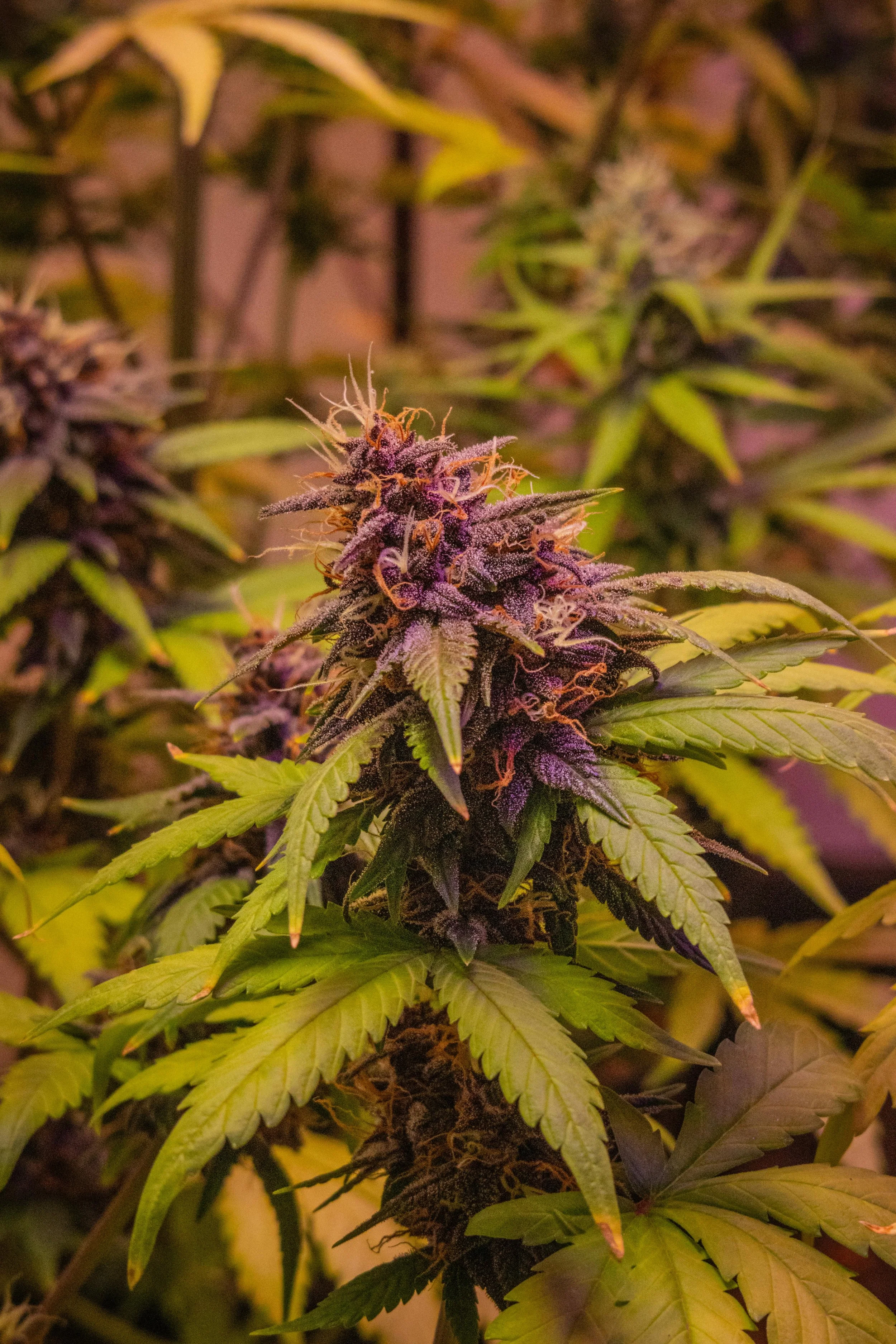 Which Cannabis Strain Is Right for You?     (2026 Guide)