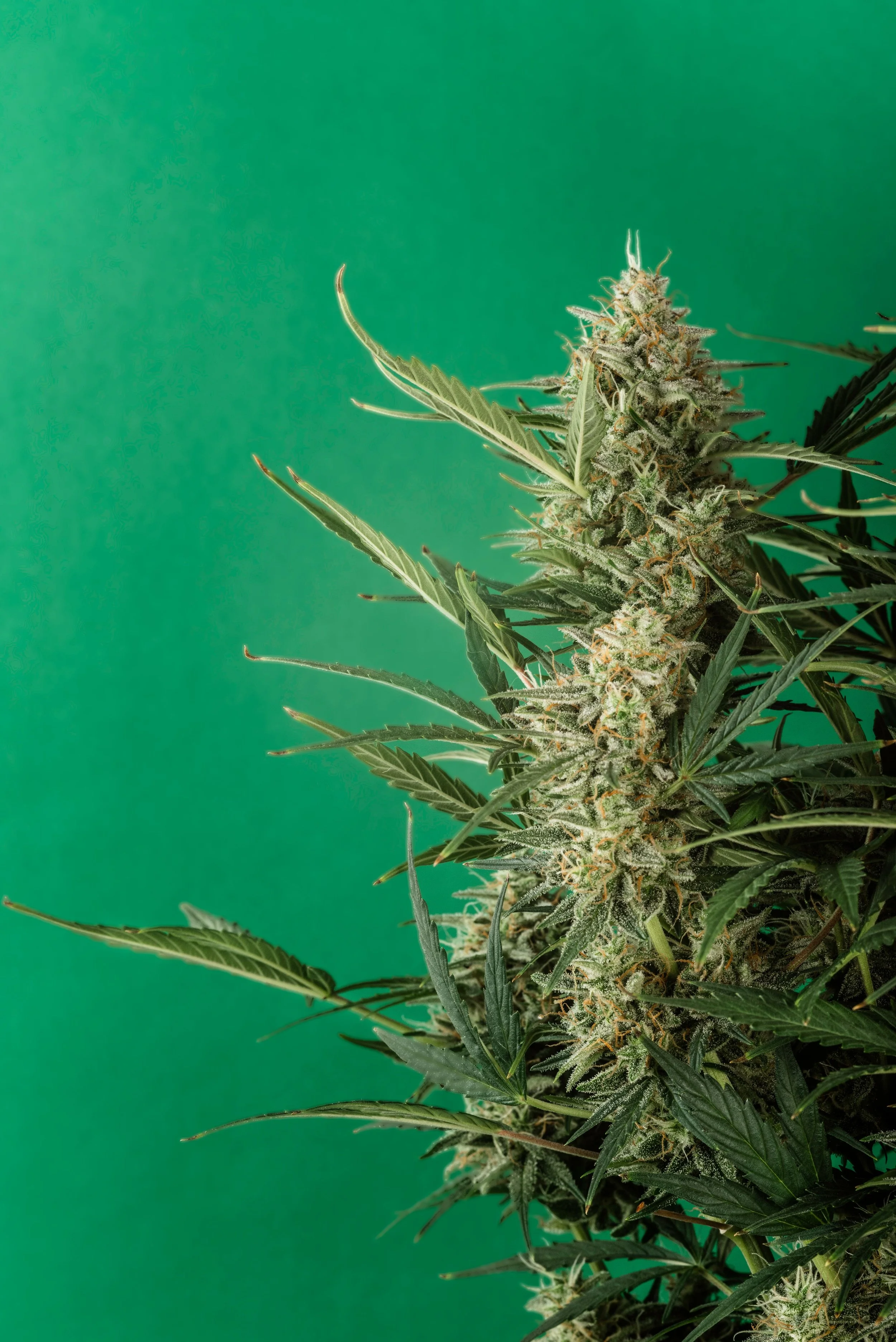 Green Wednesday 2026 Deals: The Best Cannabis Sales in New Jersey.