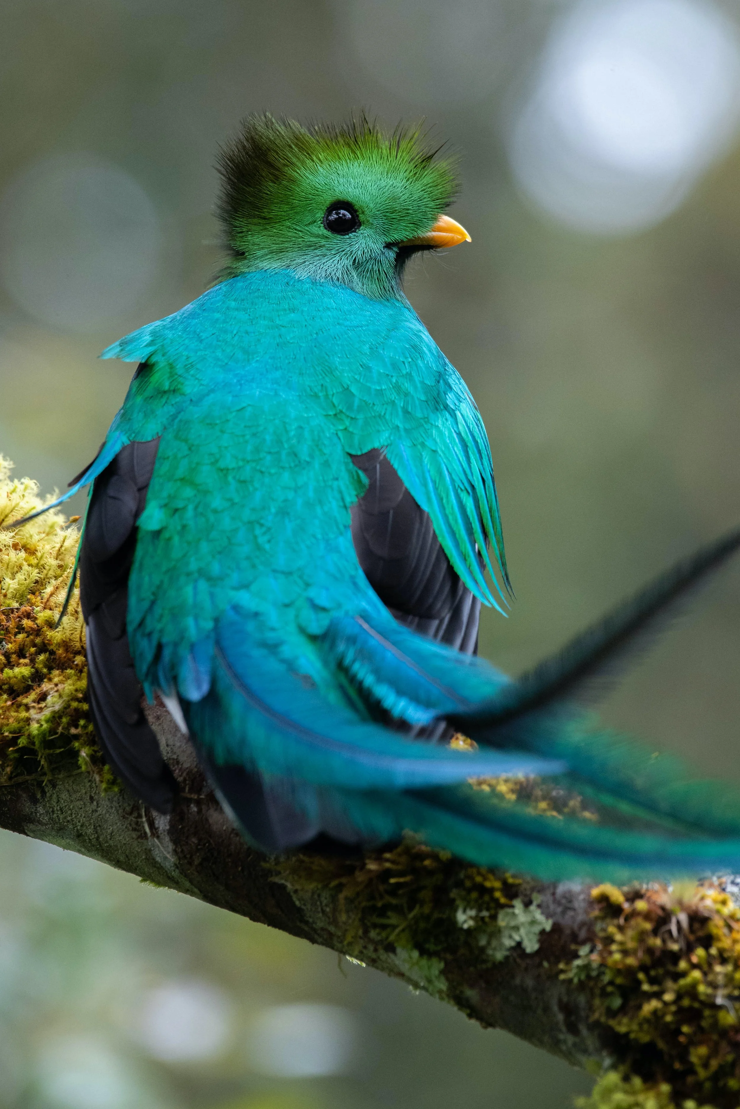 QUETZEL PIC SAN GERARDO.jpg