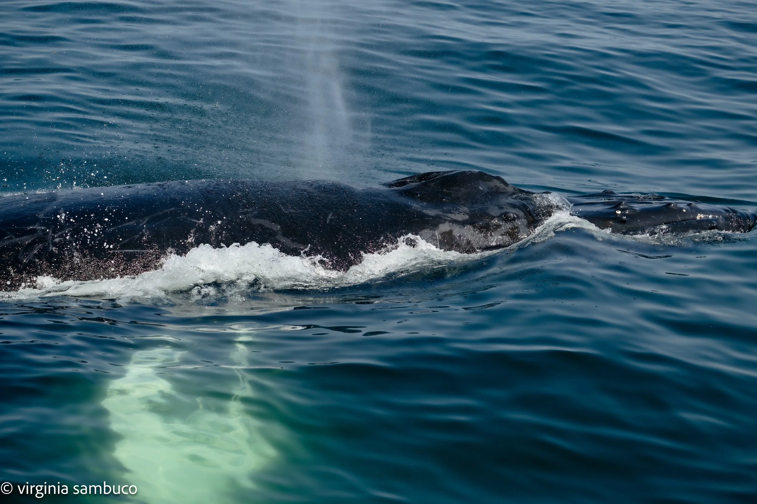 "Light Beneath the Waves"
A humpback whales glides just above the surface curious and humble. 