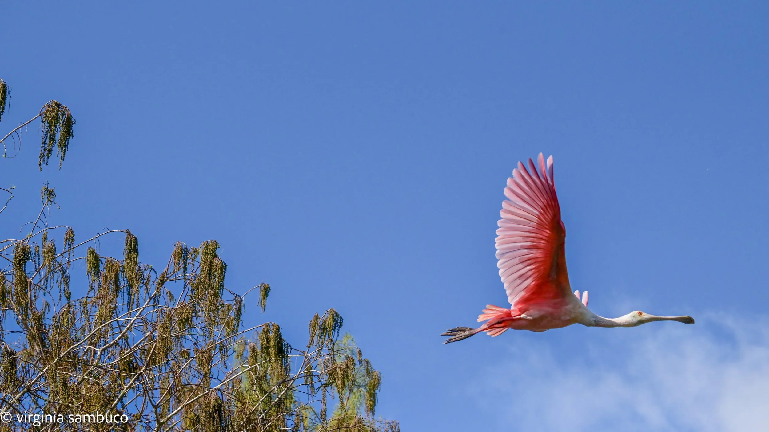 "Passage" A Rosetta spoonbill crossing open sky at the edge of the marsh.
