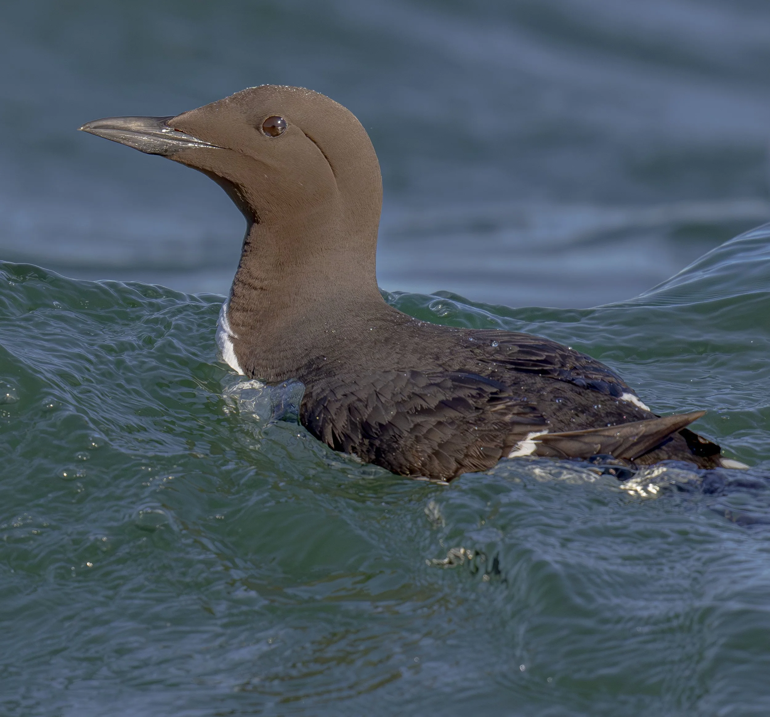 Murre drifting .jpg