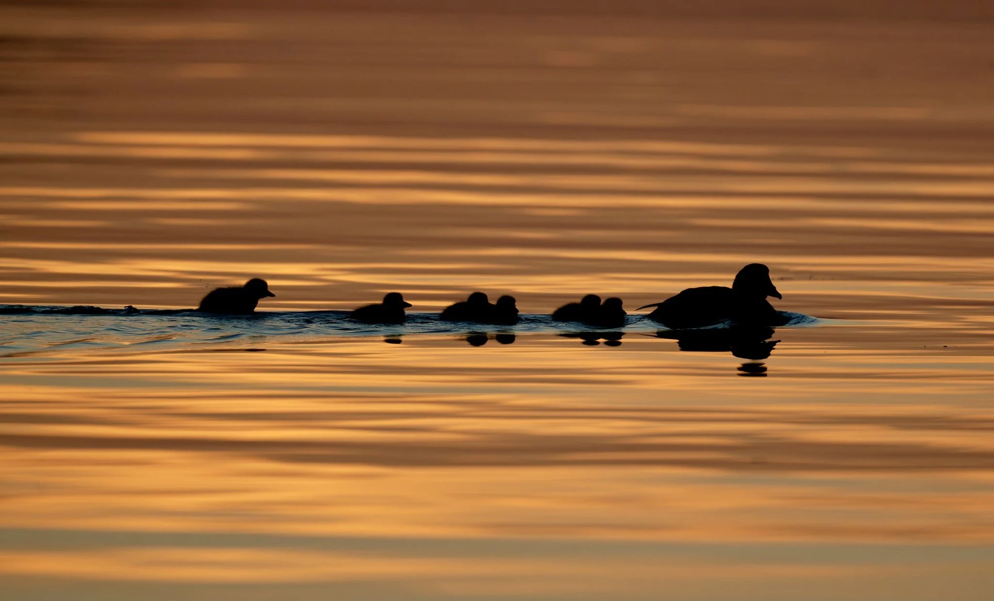 Baby at sunrise .jpg