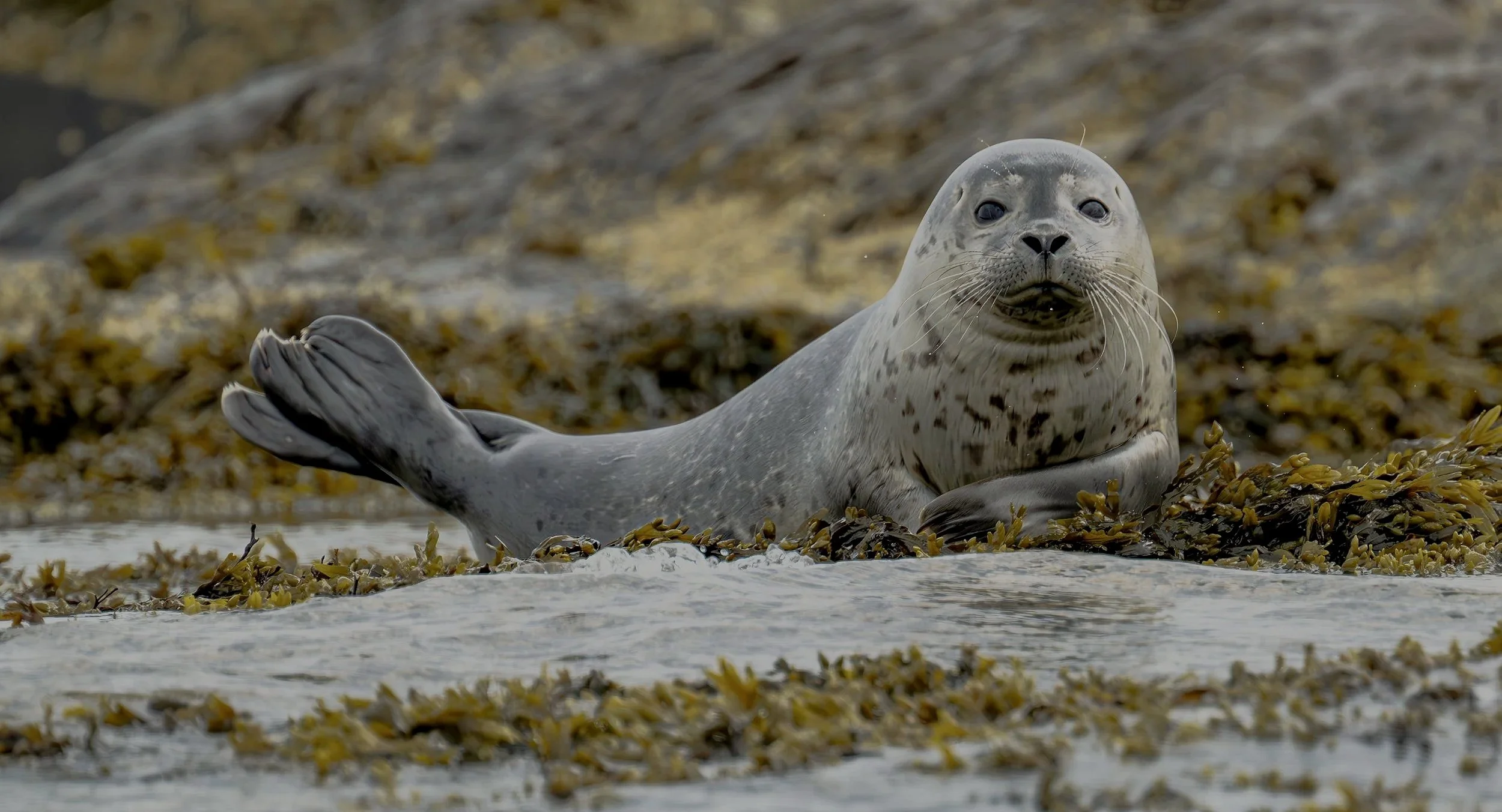 seal+pup+looking+straight+at+me+HWR_.jpg