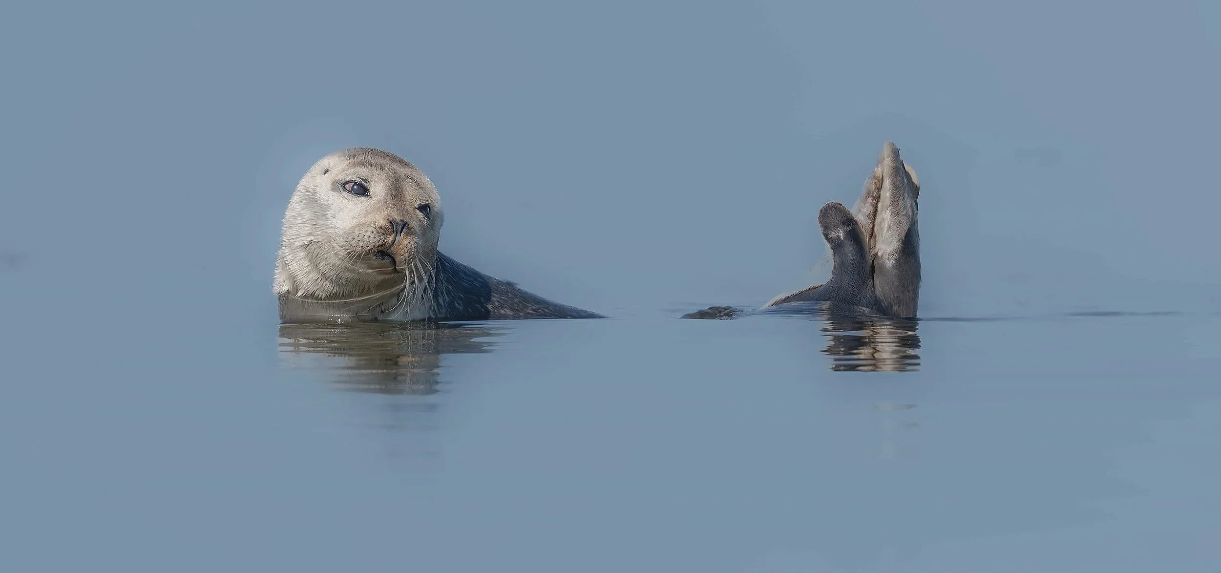 seal+sharp+1.jpg