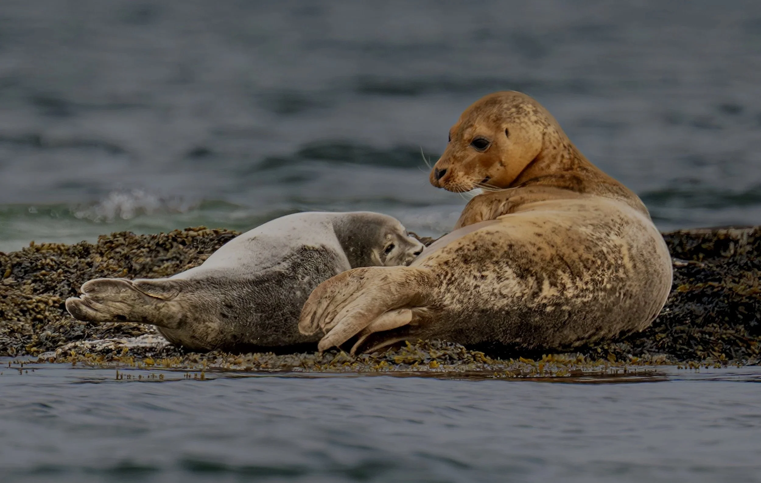 "Safe Harbor"

A harbor seal pup nursing beside its mother, protected by her love and rhythm of the tide. In this fleeting moment of stillness, the wild reveals its gentlest truth - that nurture is as vital as strength. 
Casco Bay, Portland Maine 