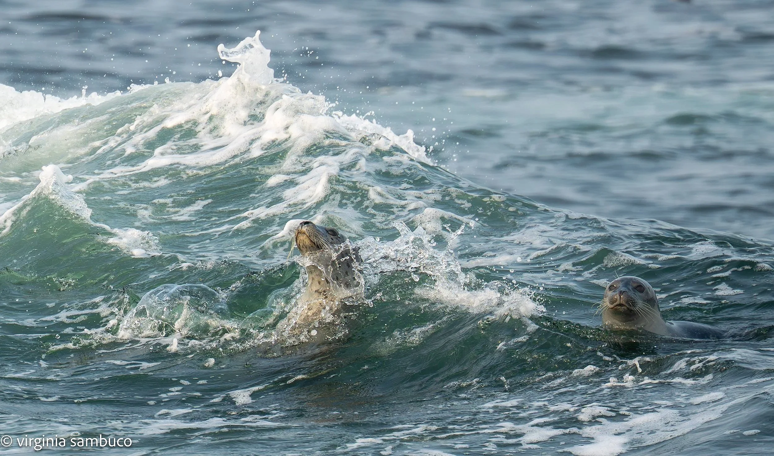 two+seals+at+Halfway+Rock+-3729.jpg