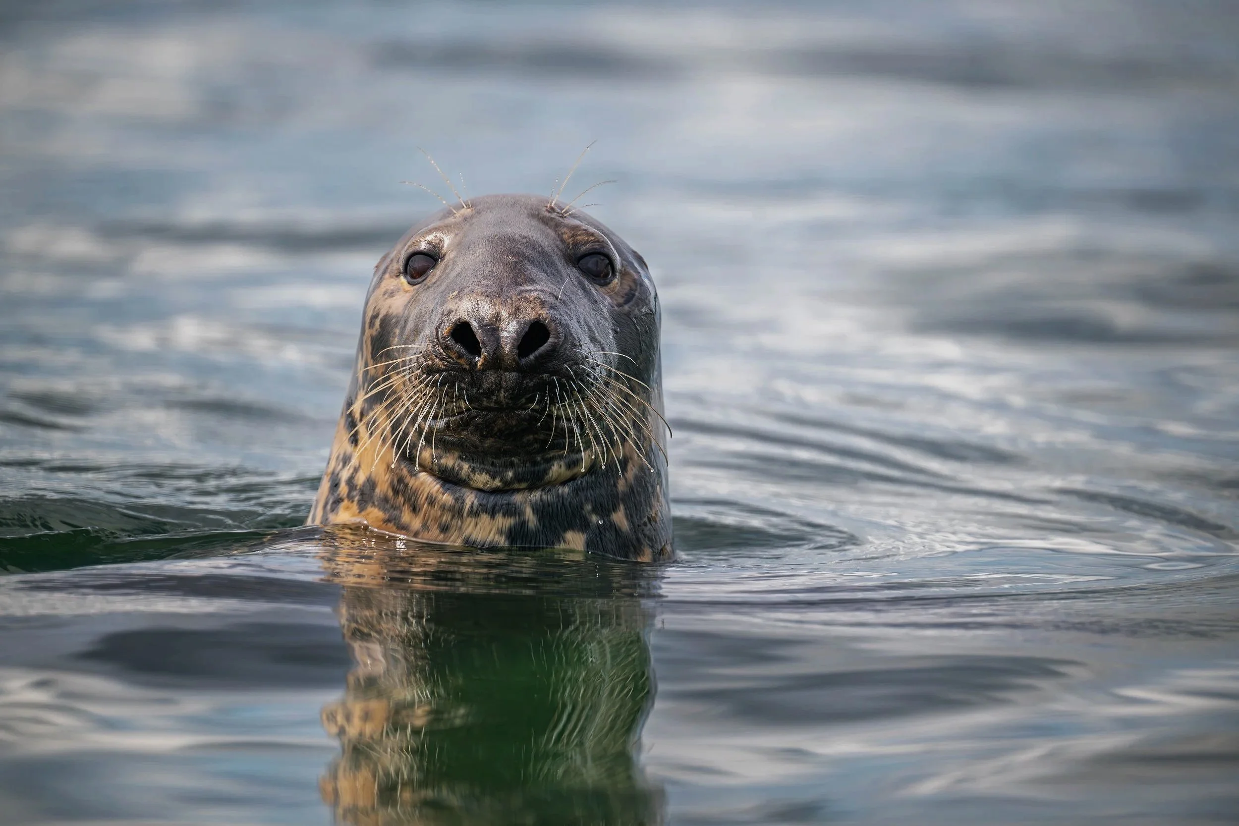 Seal+4.jpg