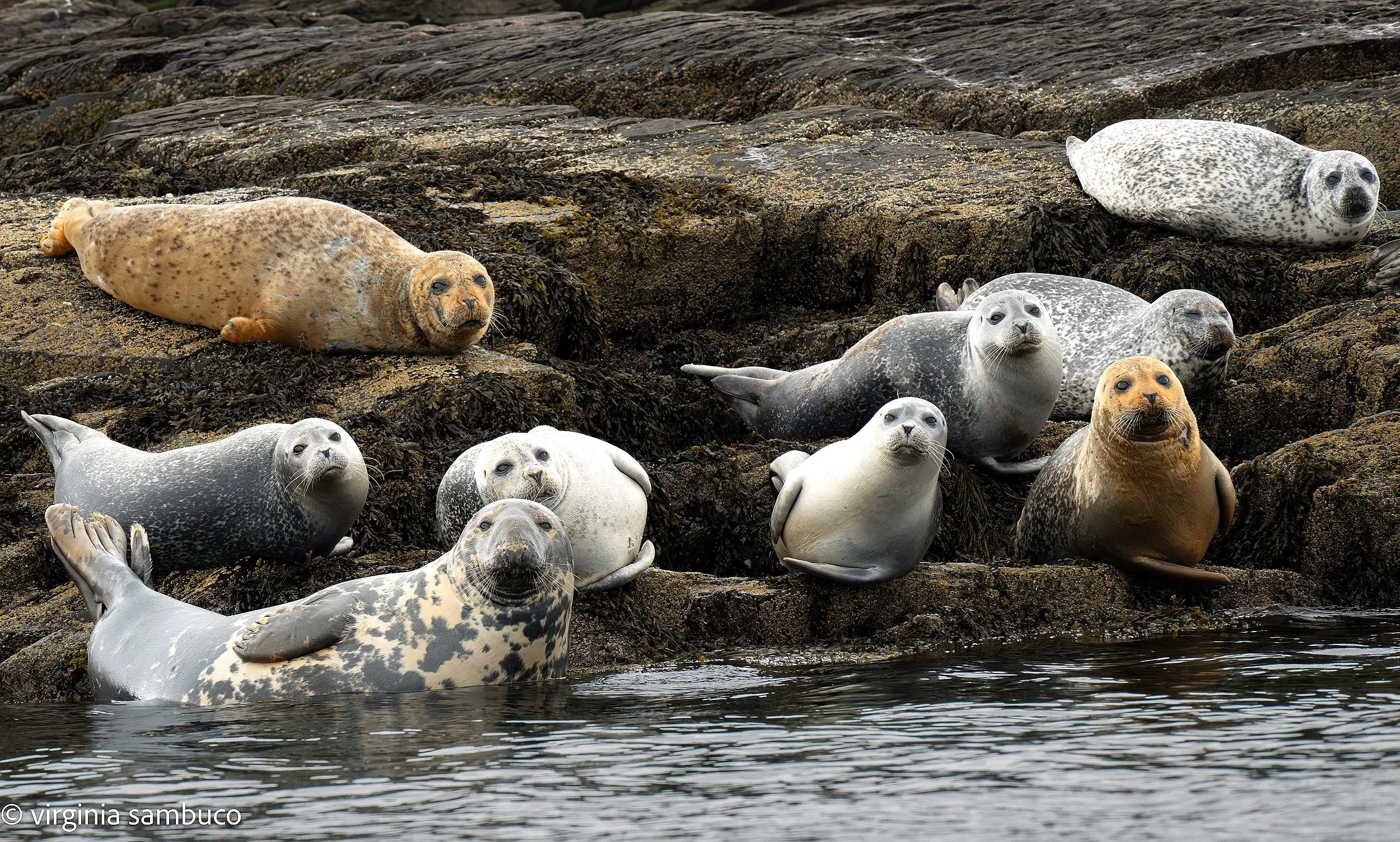 Heard+of+Seals+-4746.jpg