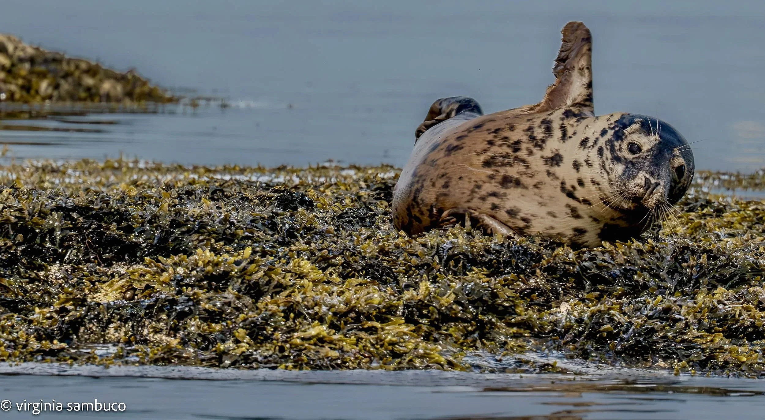Baby+seal++7.2.25+HWR+4.jpg