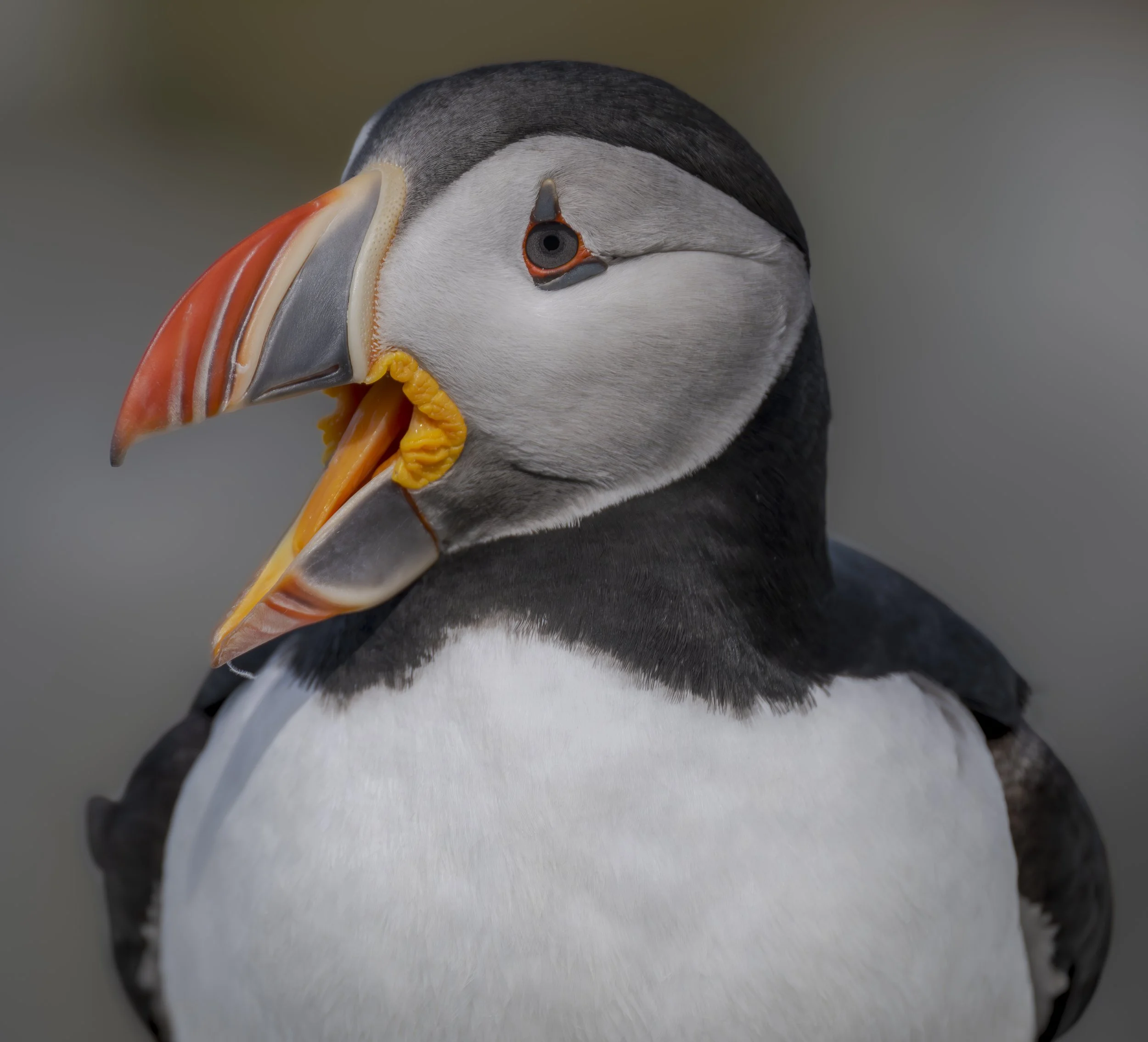 Clown of the Sea-Print Full Res 300 ppi Adobe RGB-2.jpg