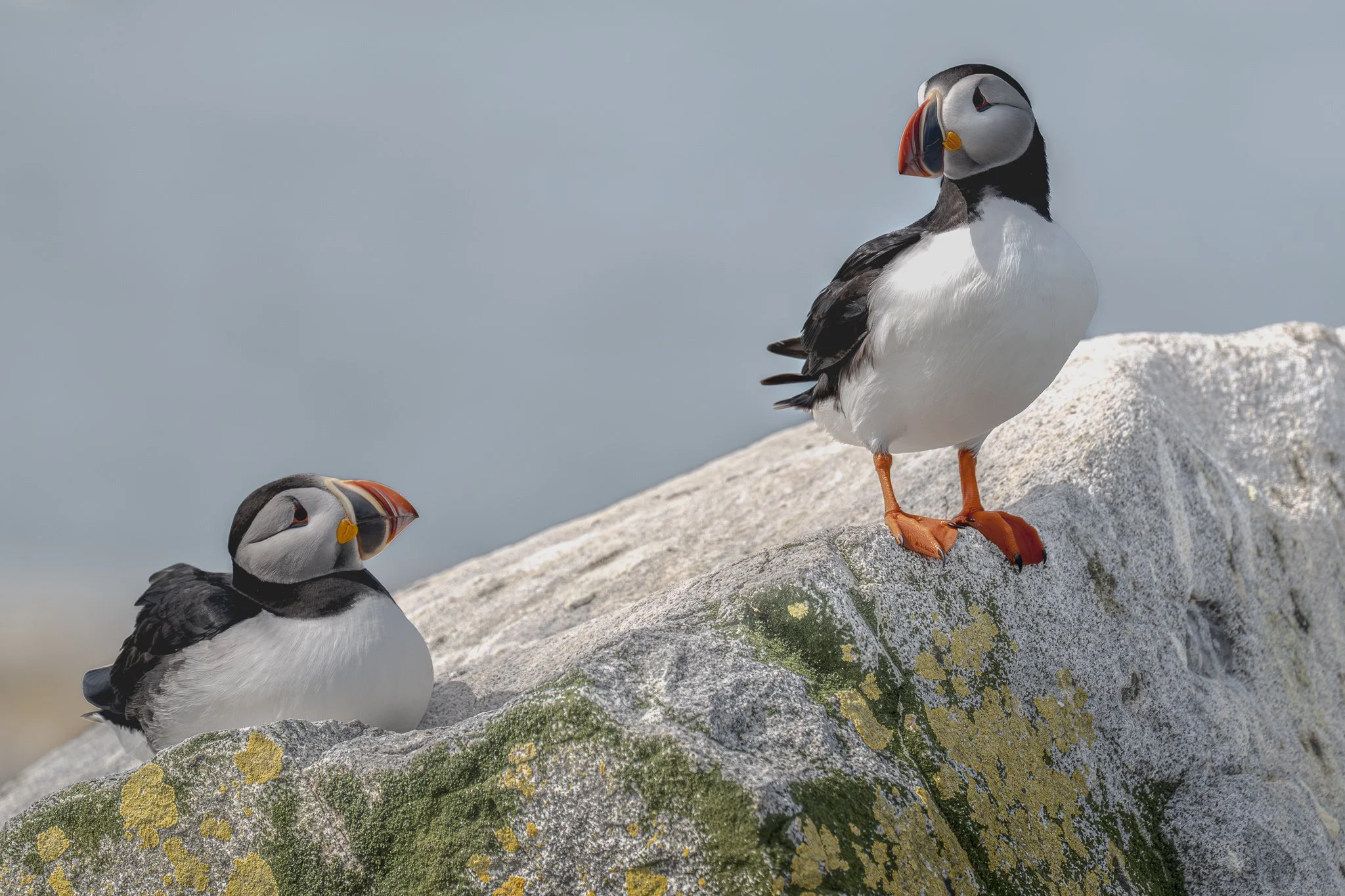 Two Puffin website .jpg