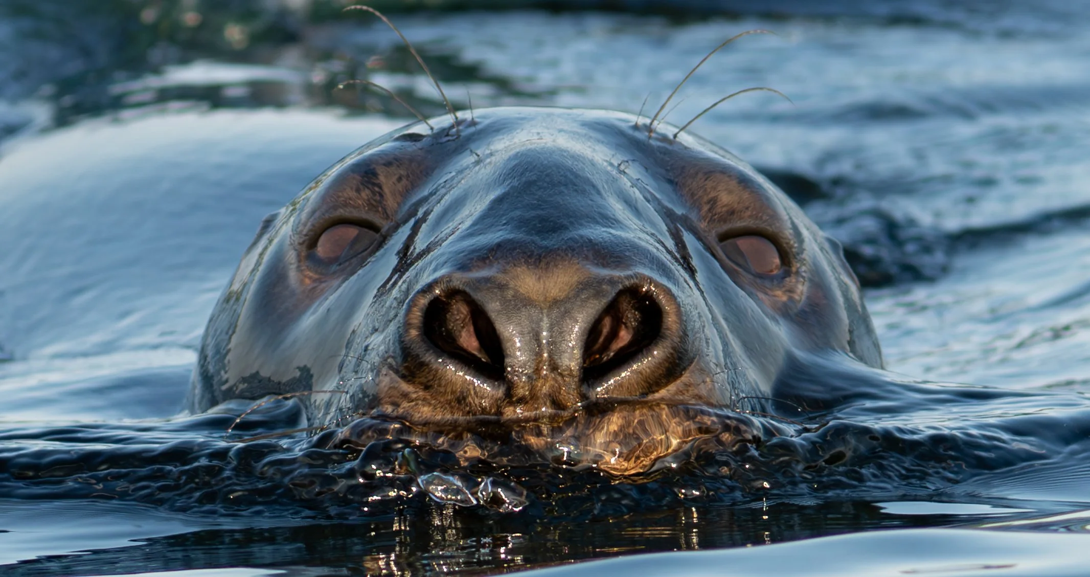 "Surface Curiosity"
A harbor seal rises quietly to meet the morning light, its whiskers catching the surface, and its gaze full of calm intentions - a gentle reminder that the ocean is watching us too. 