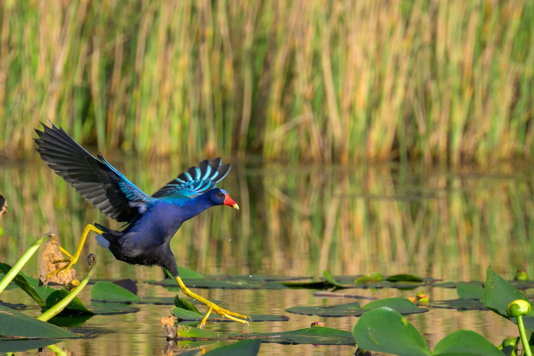 "The Lily Pad Runner"
A fleeting moment of grace as the purple gallinule runs across the lily pads-light, color and instinct moving in perfect rhythm. 