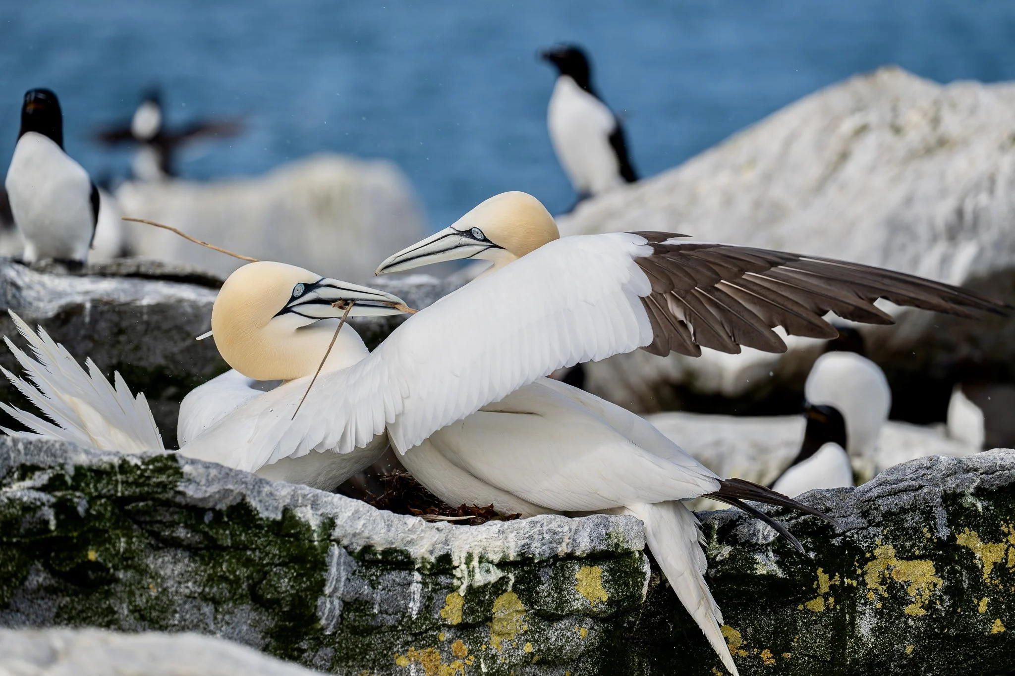 Northern Ganetts nesting .jpg