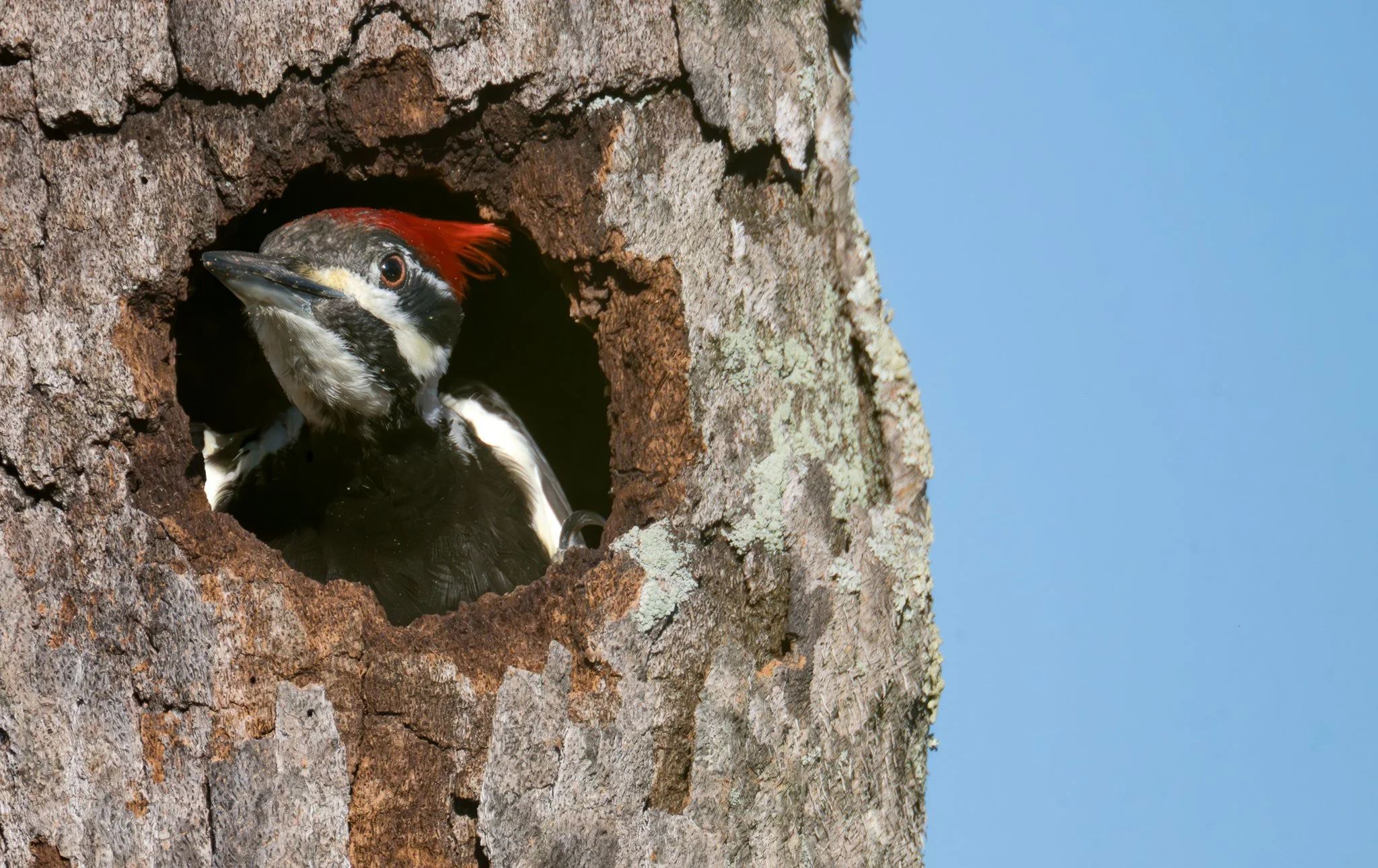 "Forest Window"
Quiet moment at the pileated woodpecker nest cavity, where light, bark, and new life in the spring will come together. 