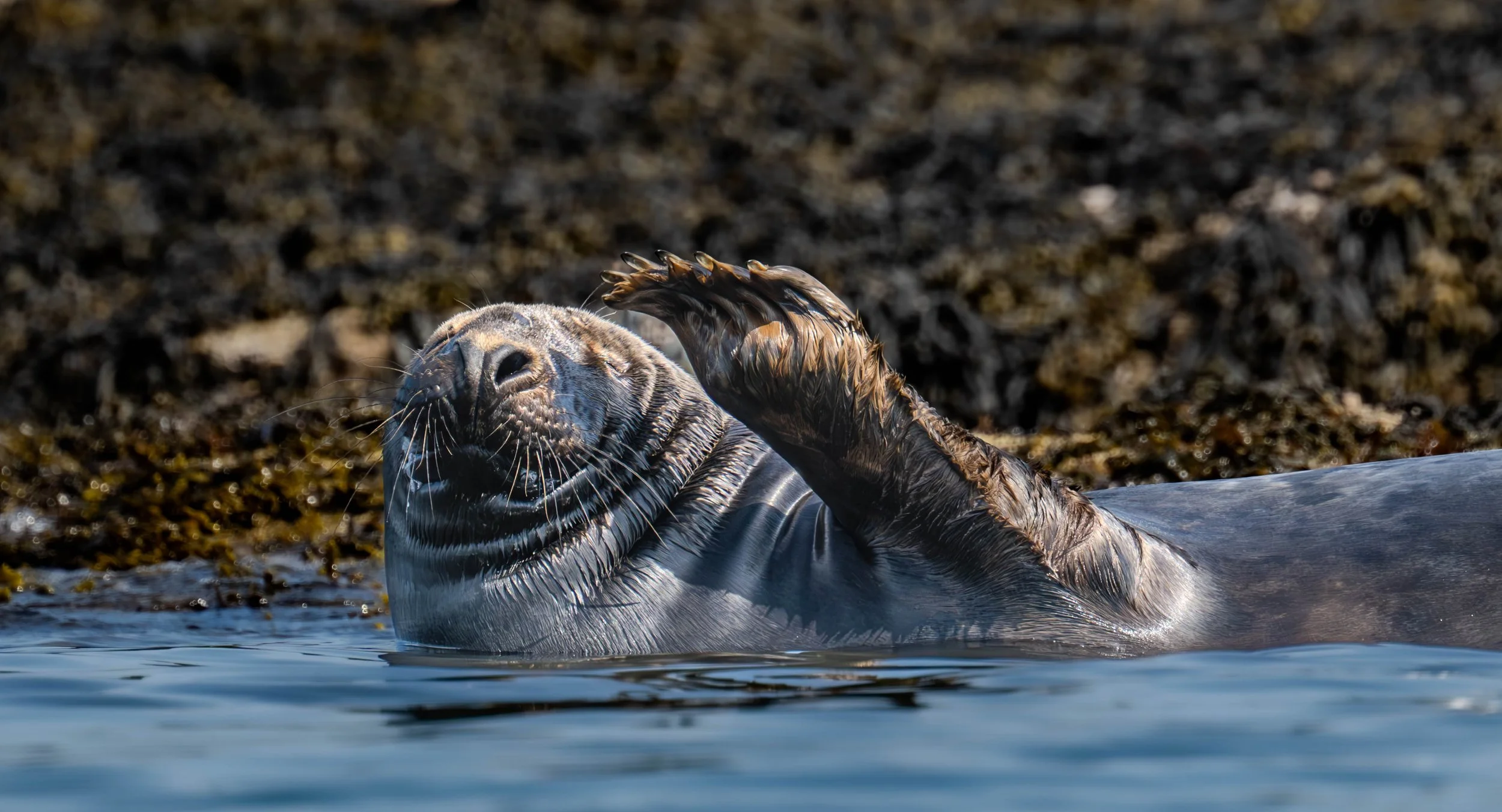 halfway rock seal waving_.jpg