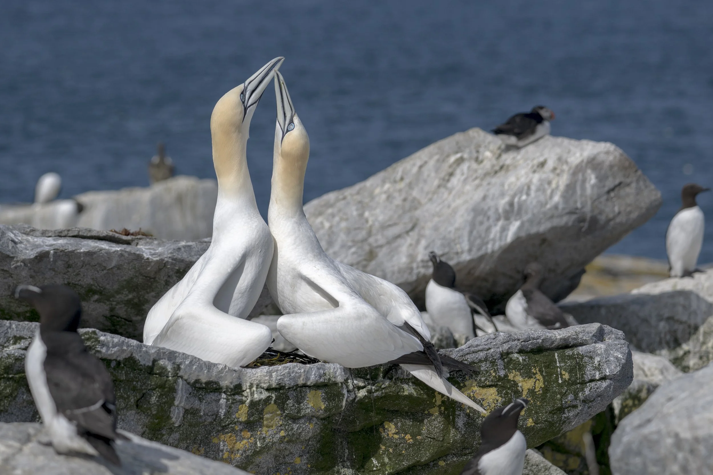 Seabirds Embrace .jpg