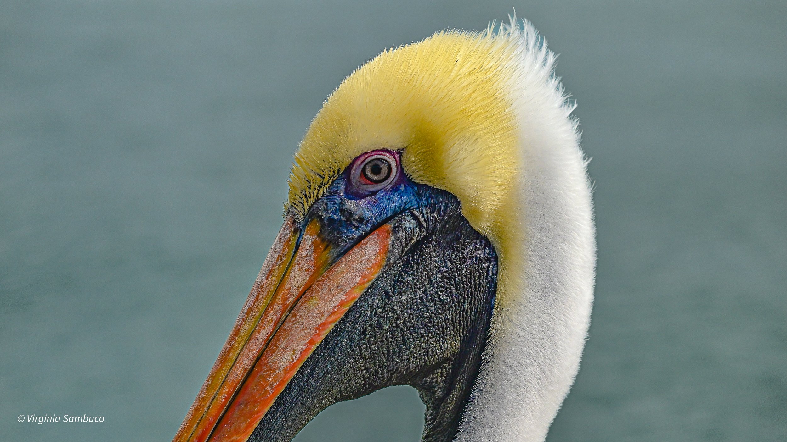 DSC_2410.jpg