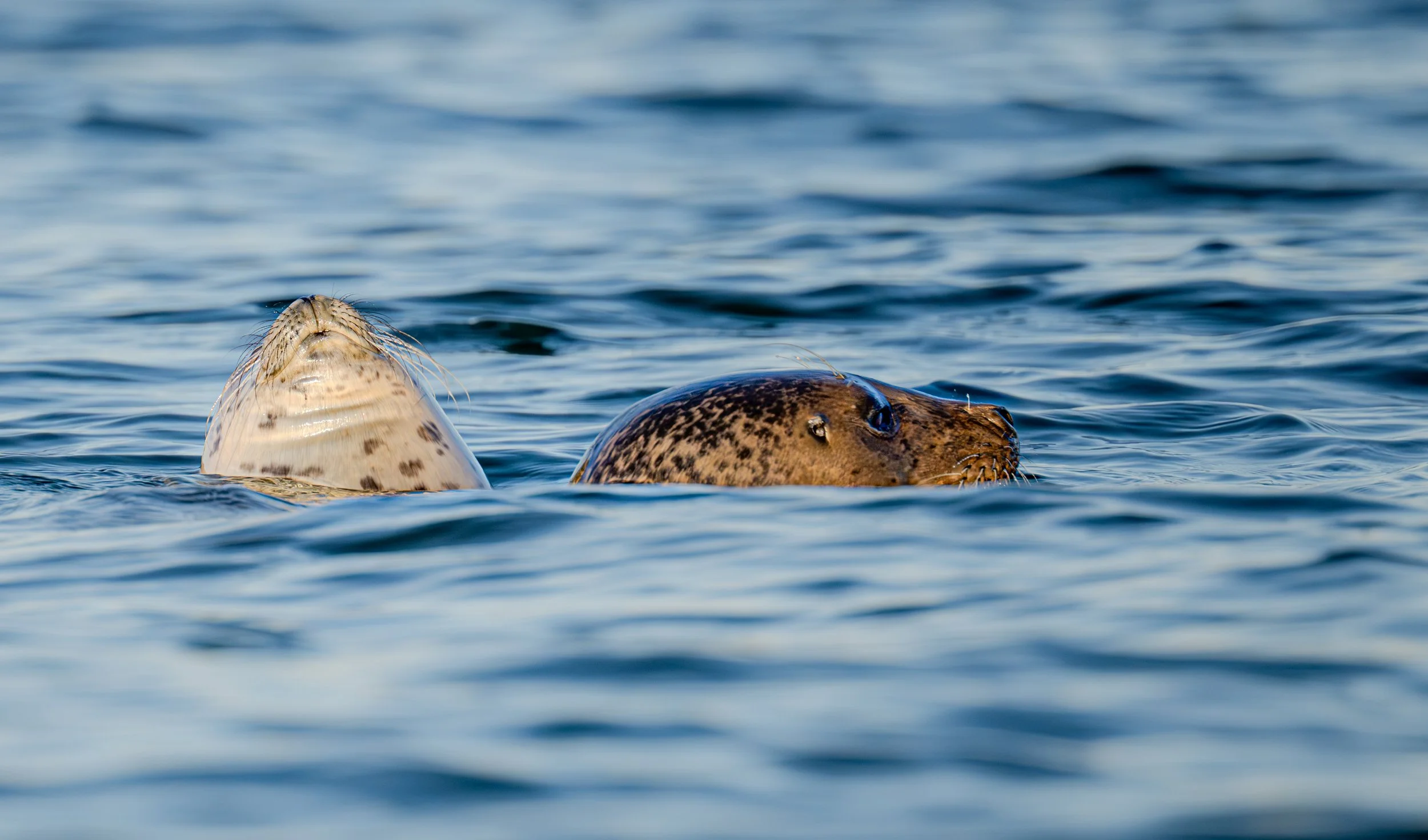 mamma and baby seal bottling_.jpg
